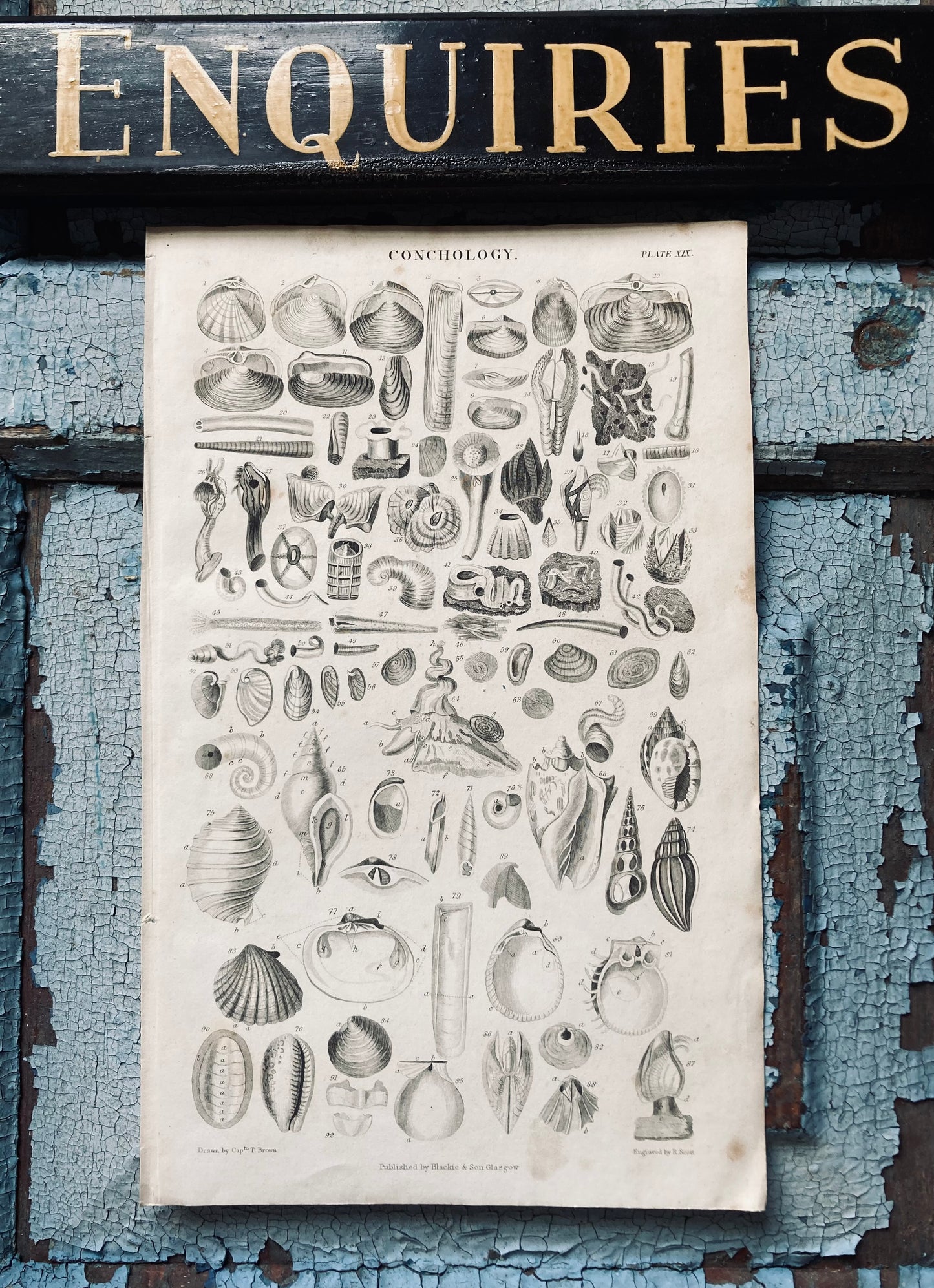 Two conch antique book plates - nineteenth century