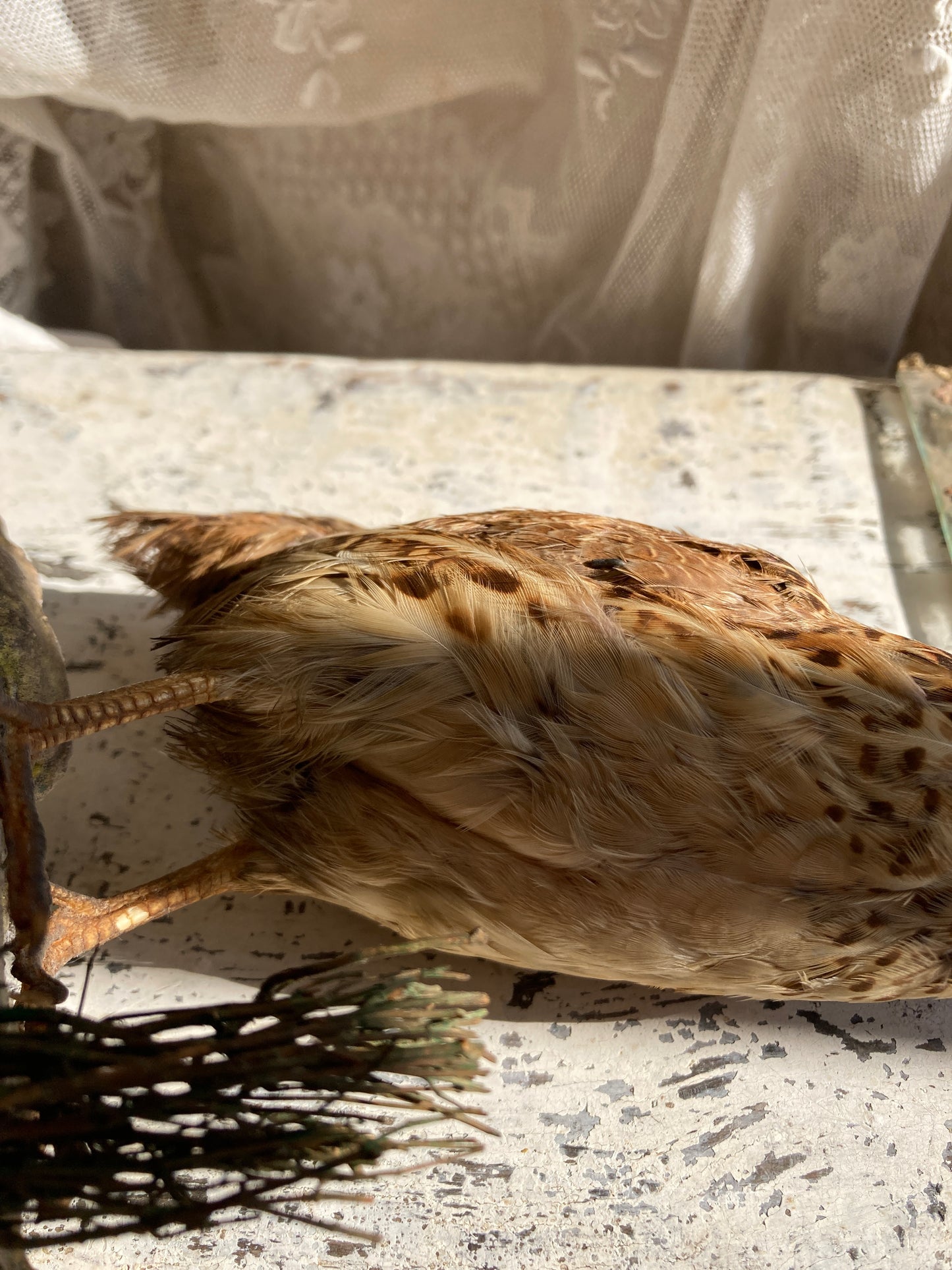 Taxidermy sweet little grouse.