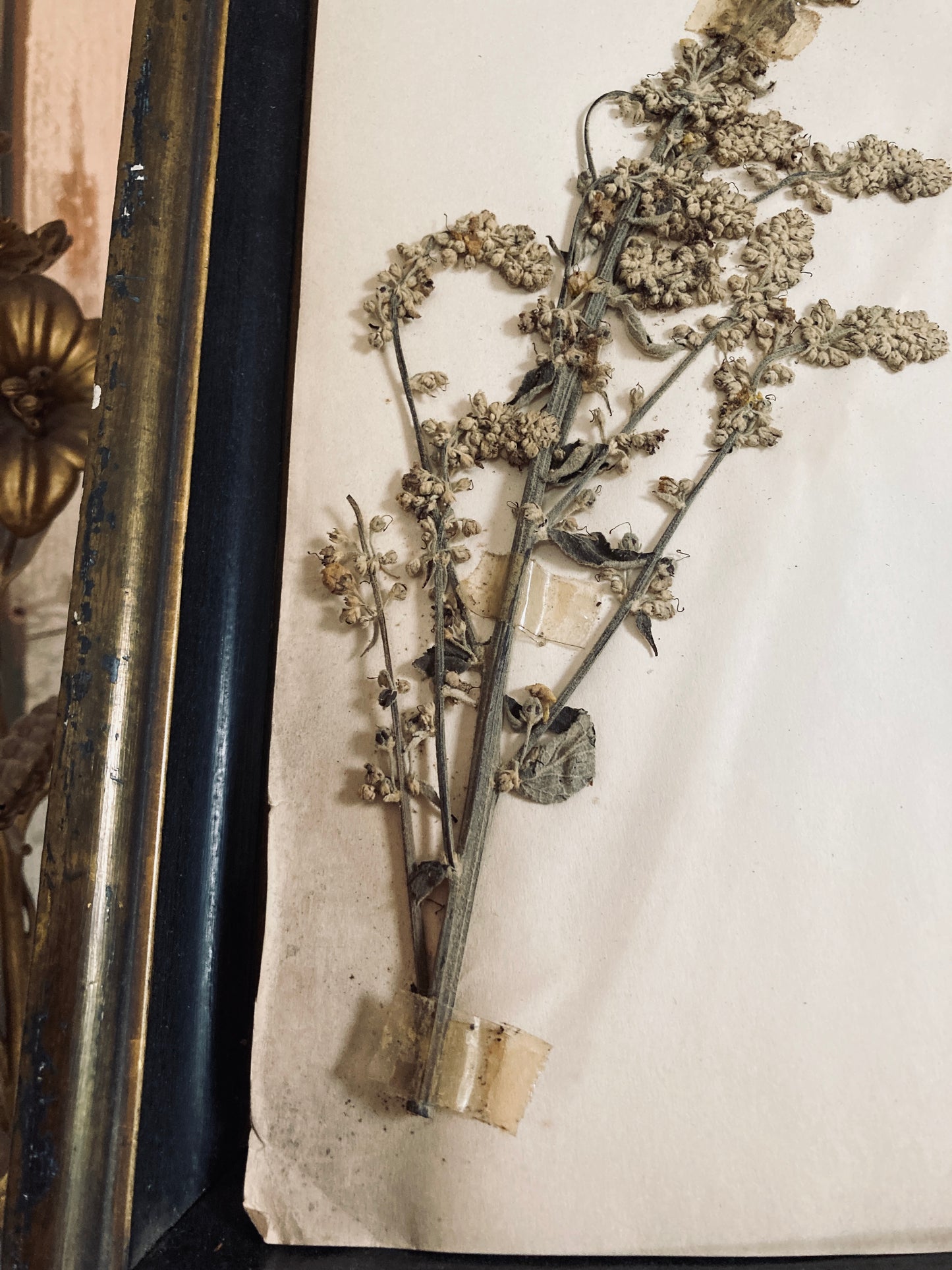 Herbier Verbascum family