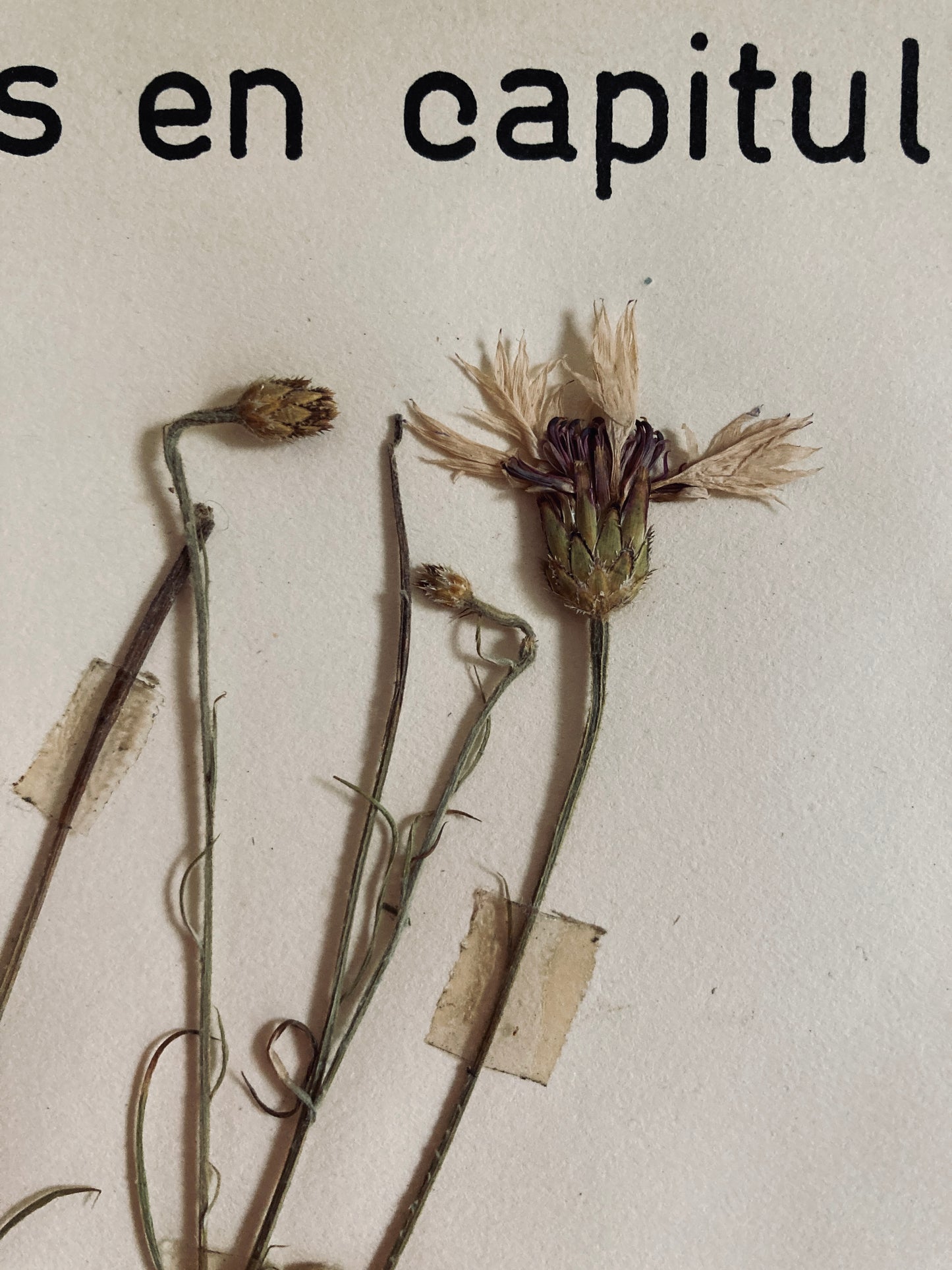 Herbier Plant a fleurs en capitule