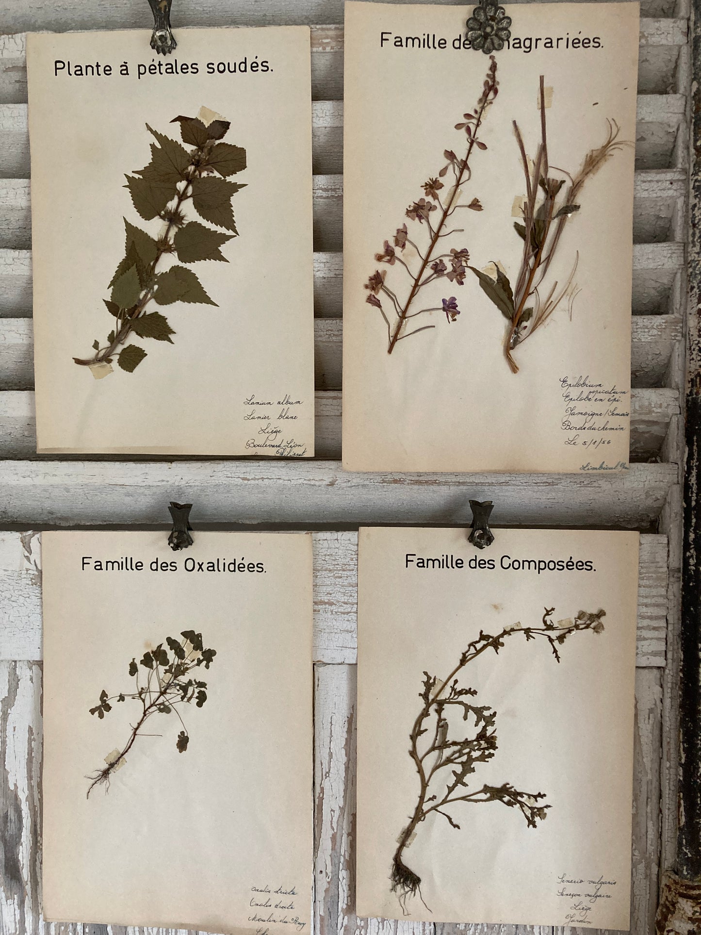 Herbier Famille des Oxalidees