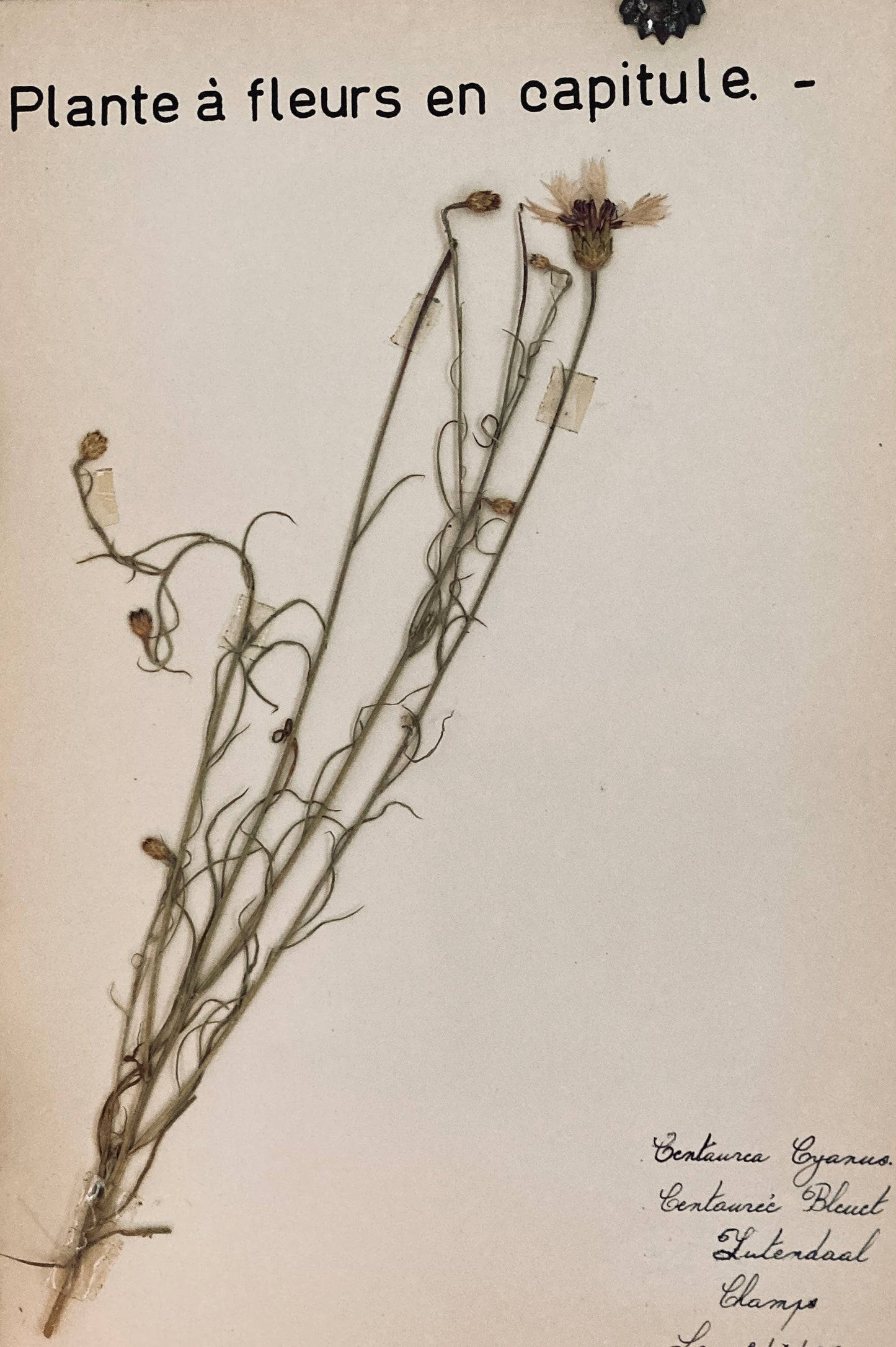 Herbier Plant a fleurs en capitule