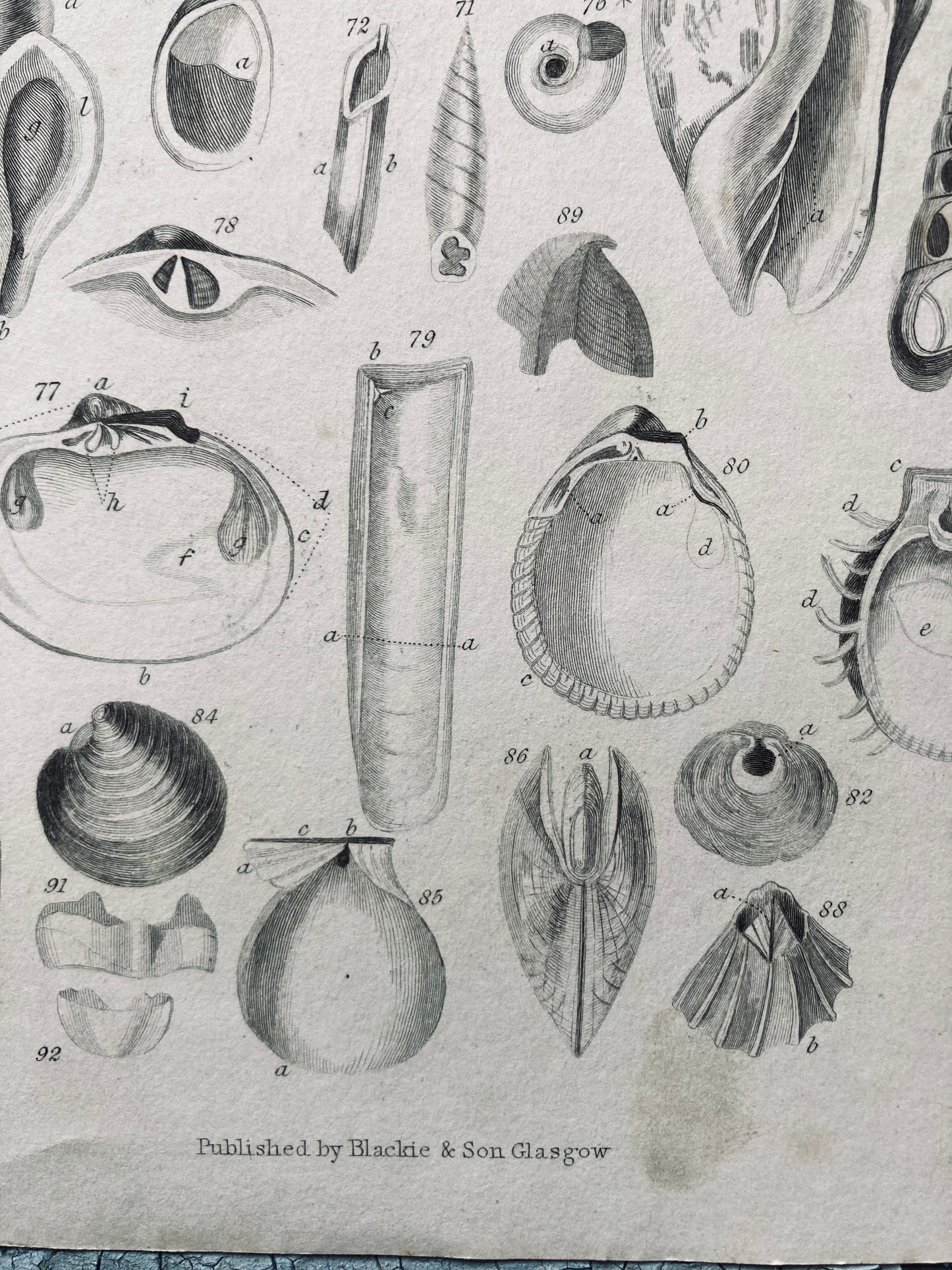Two conch antique book plates - nineteenth century