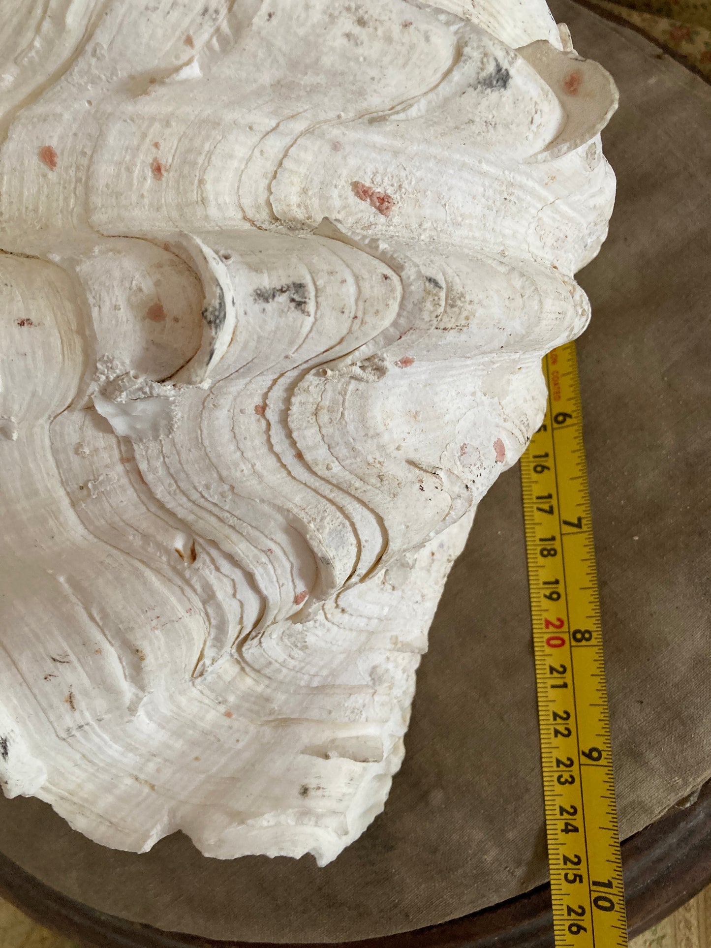 Two large half frilly clam shells
