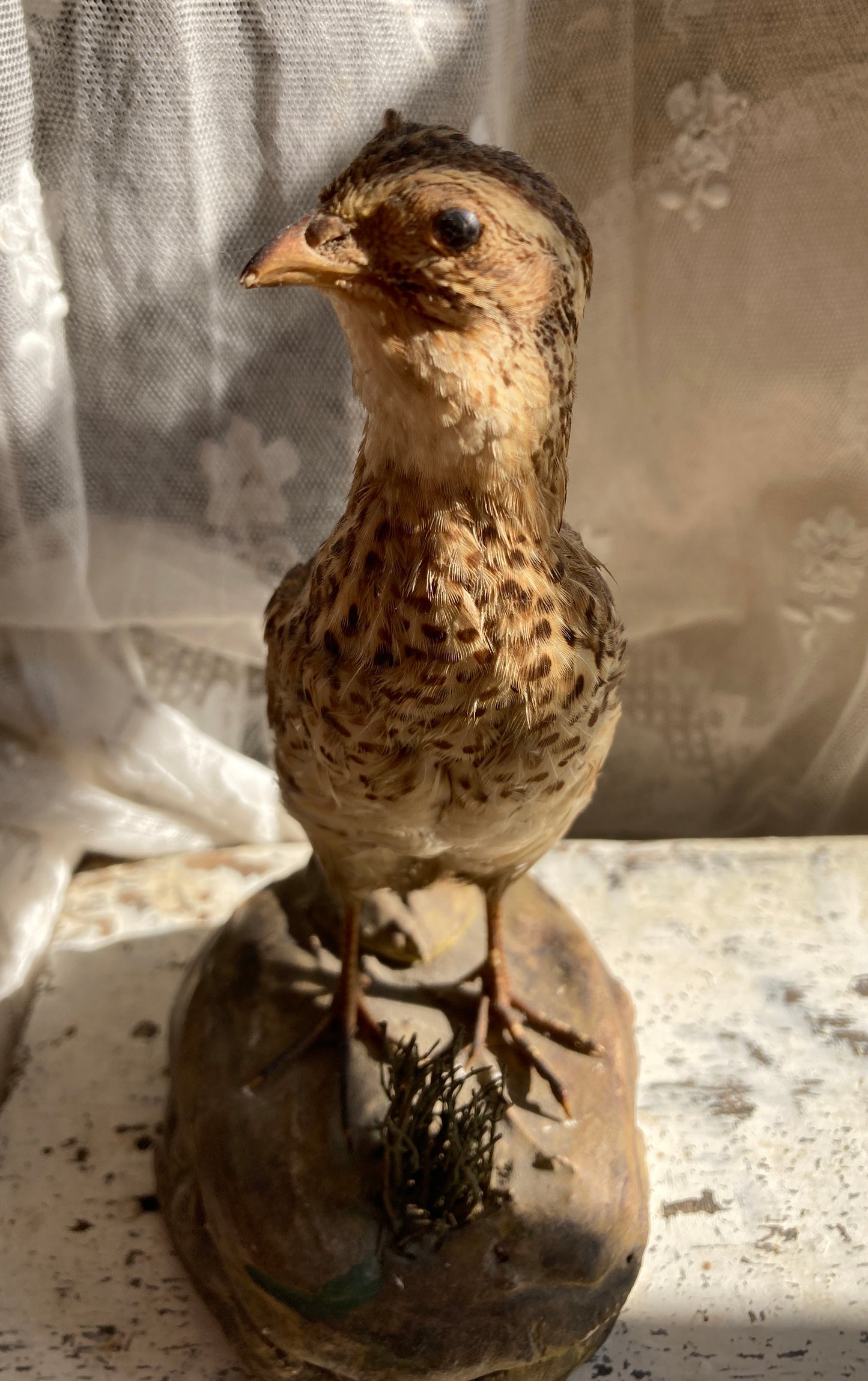 Taxidermy sweet little grouse.