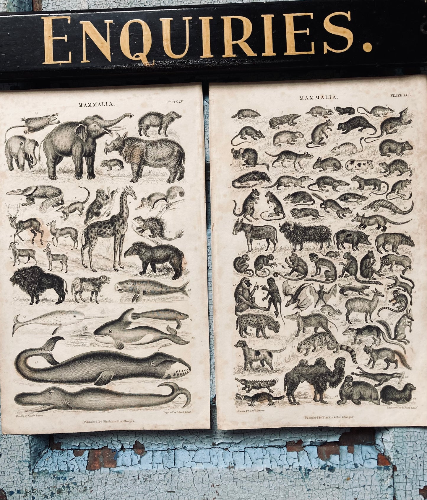 Mammalia engravings - antique book plates