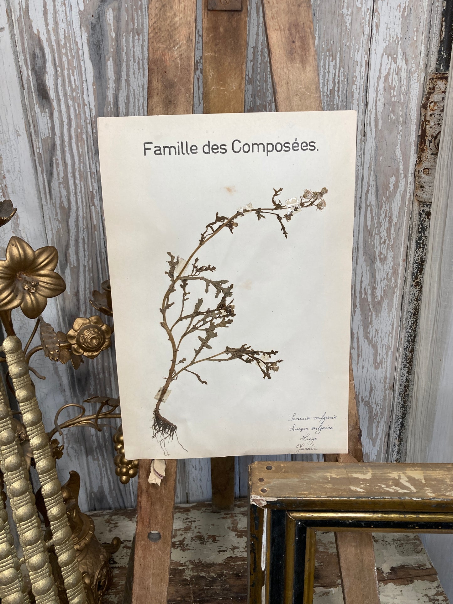 Herbier