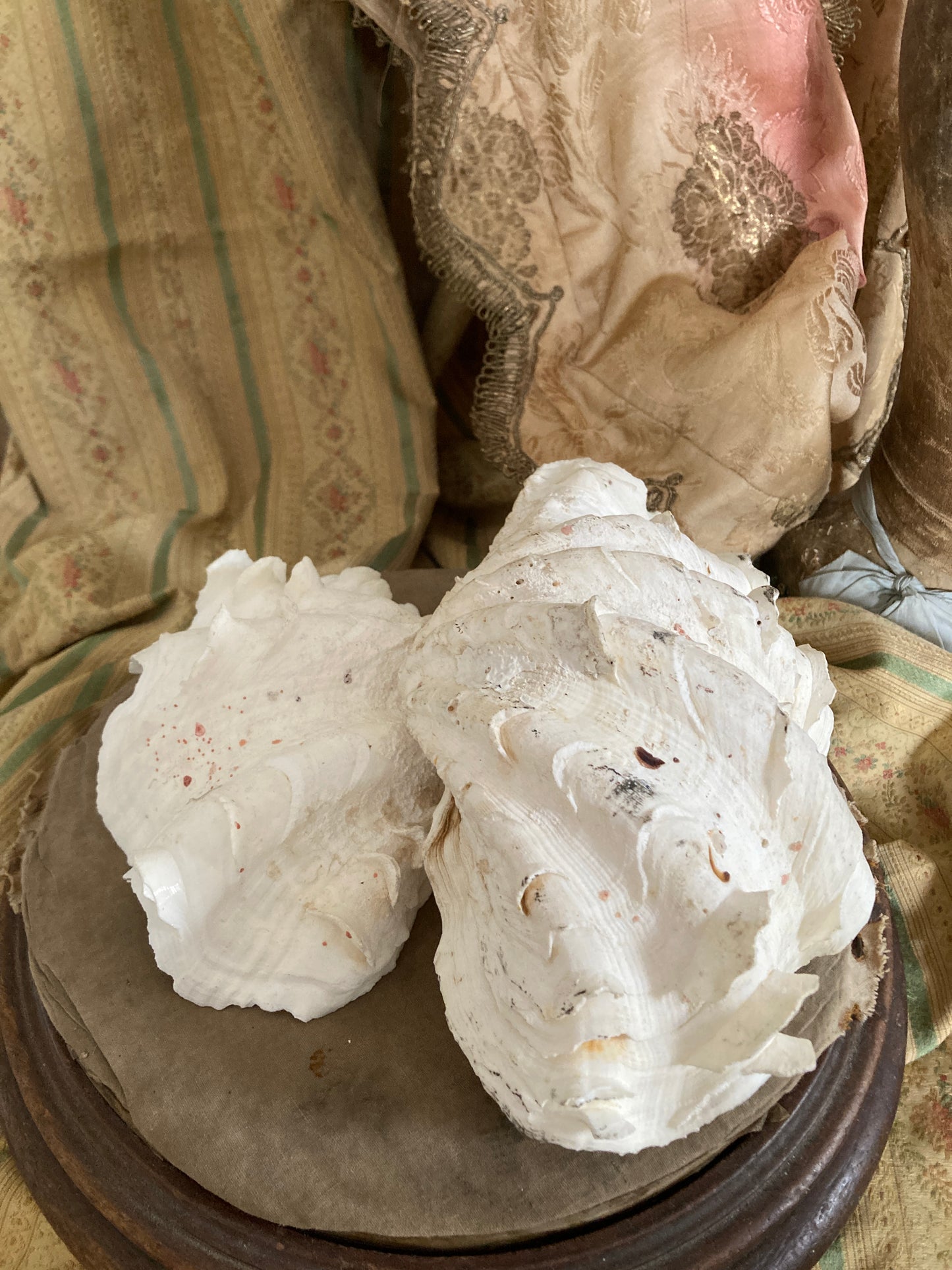 Two large half frilly clam shells