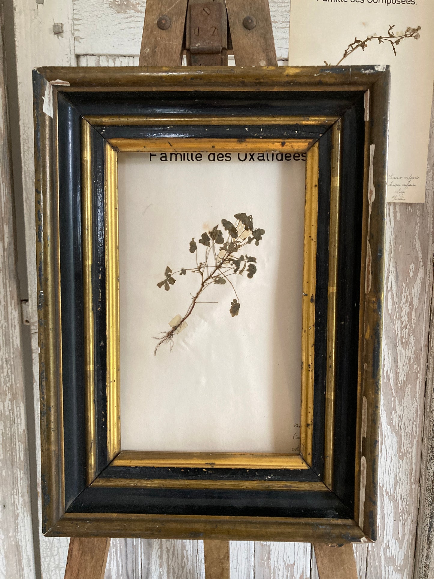 Herbier Famille des Oxalidees