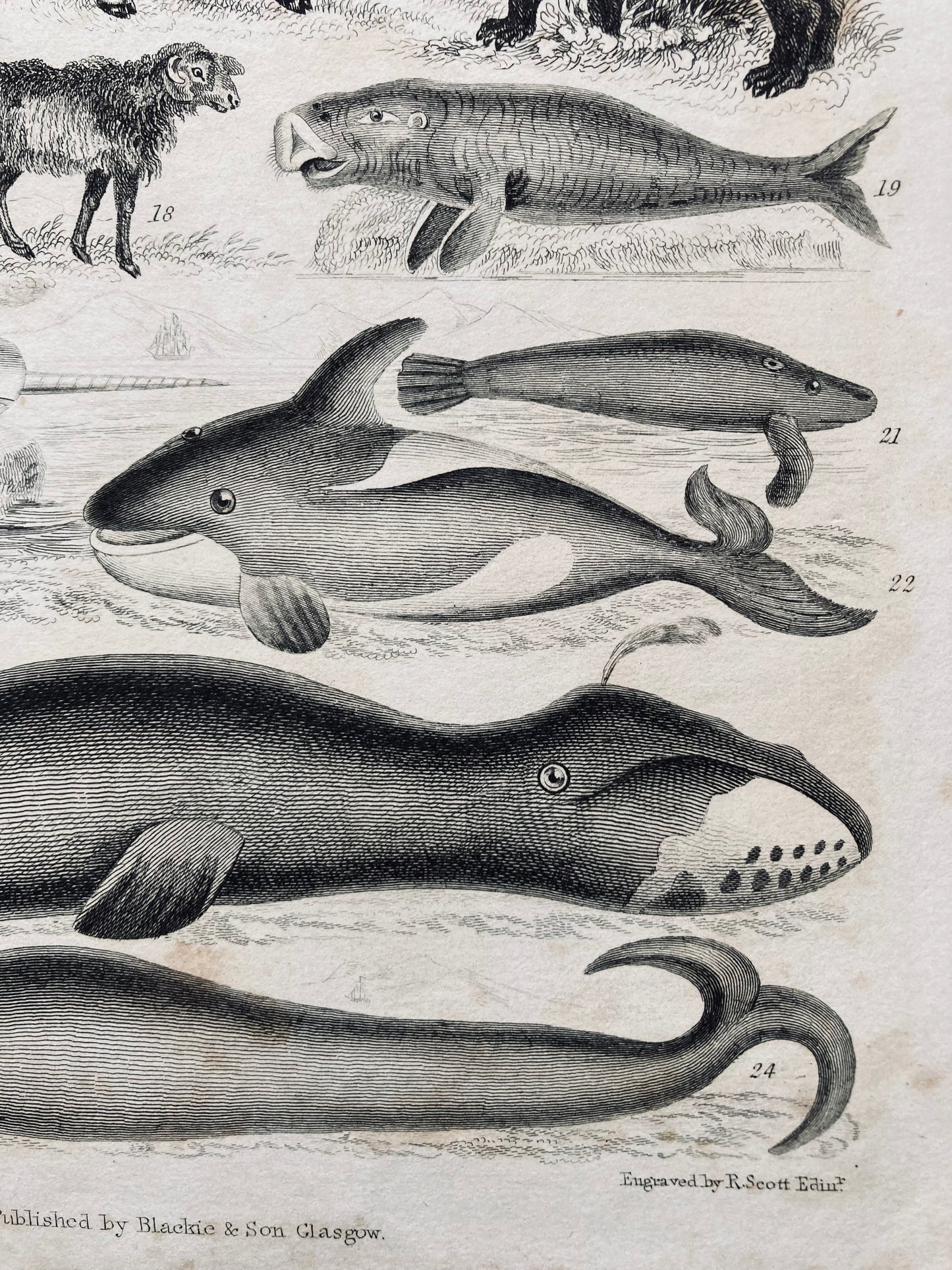 Mammalia engravings - antique book plates