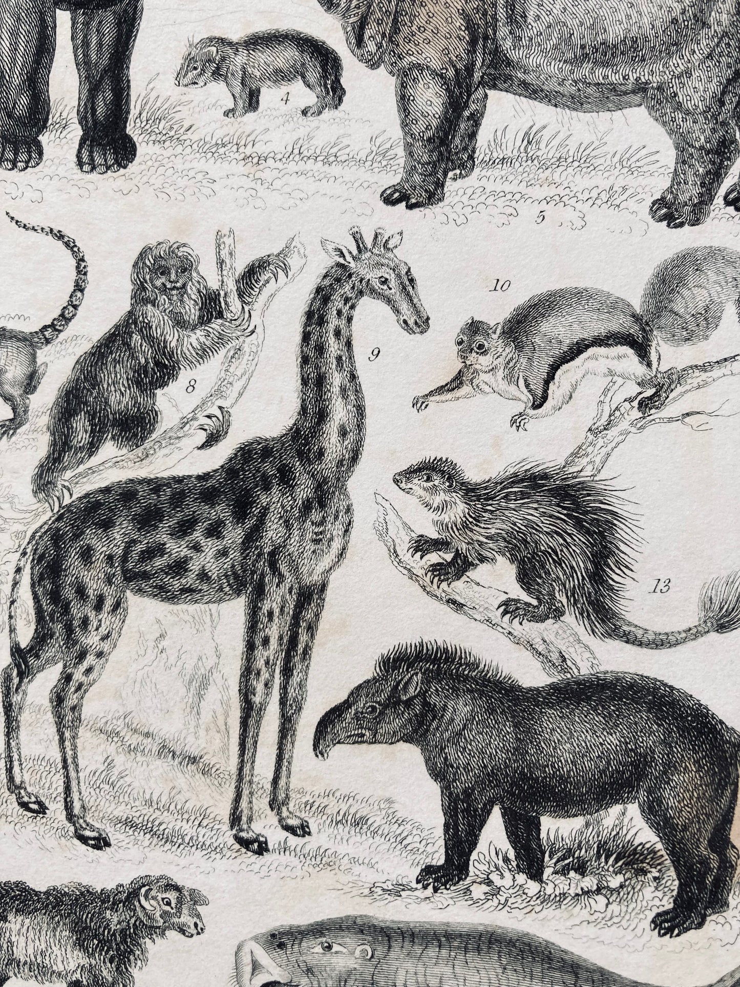 Mammalia engravings - antique book plates