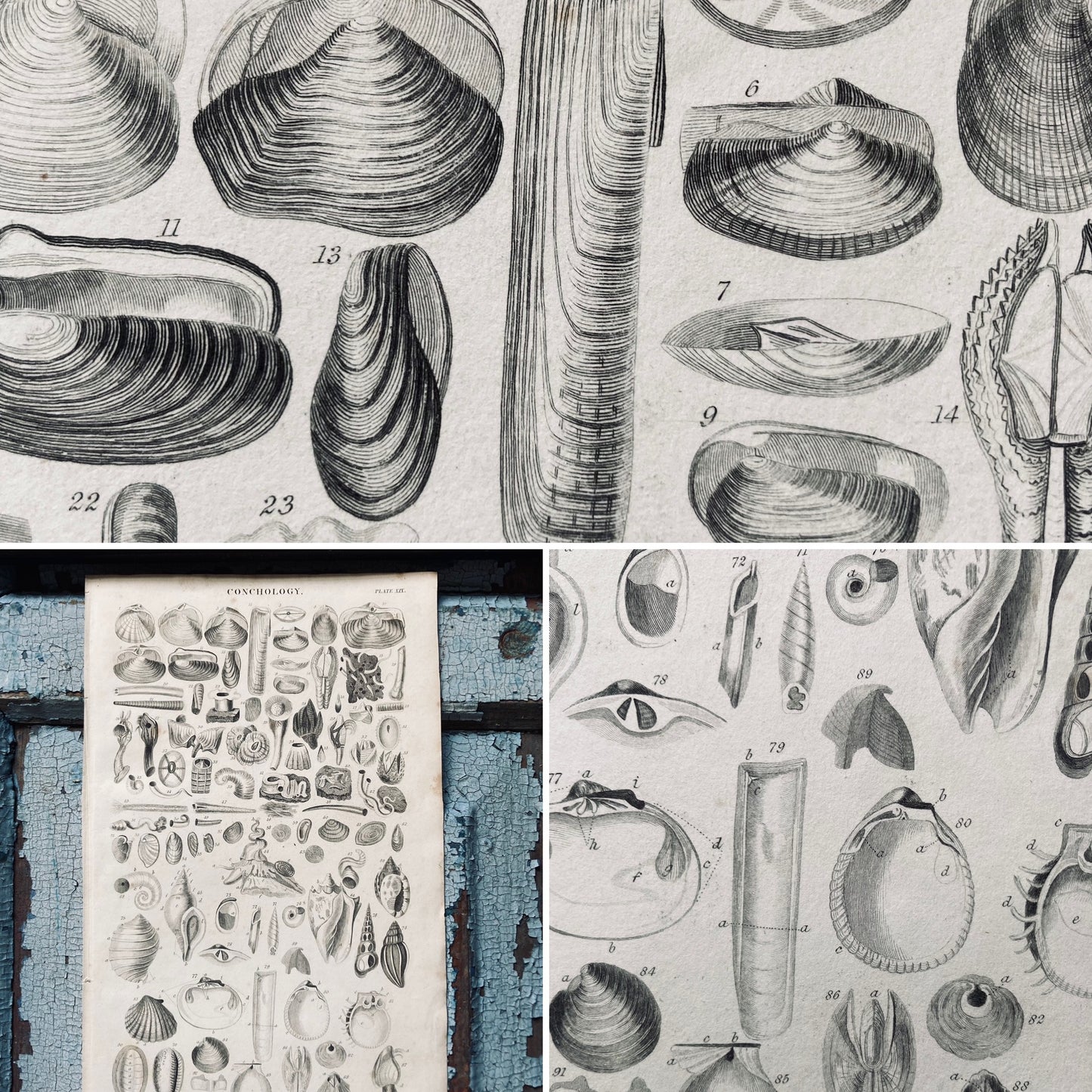 Two conch antique book plates - nineteenth century