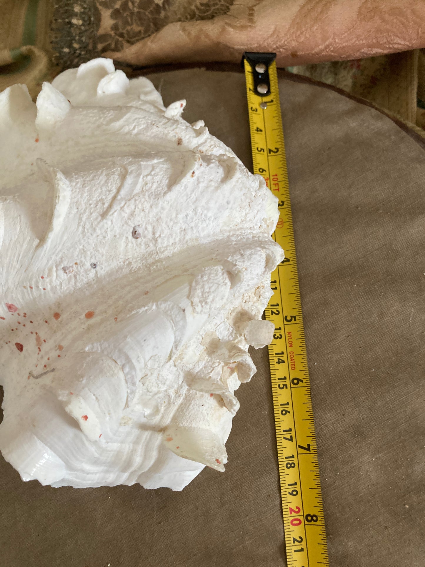 Two large half frilly clam shells