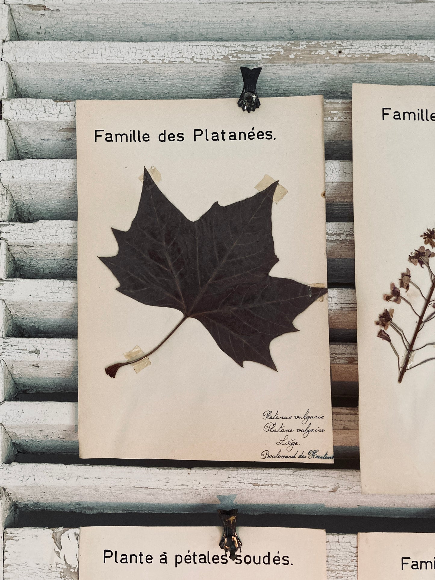 Herbier Platanus Vulgaris