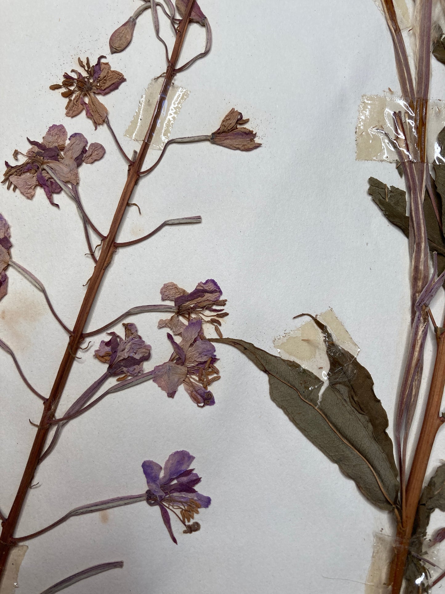 Herbier Famille des Onagraries