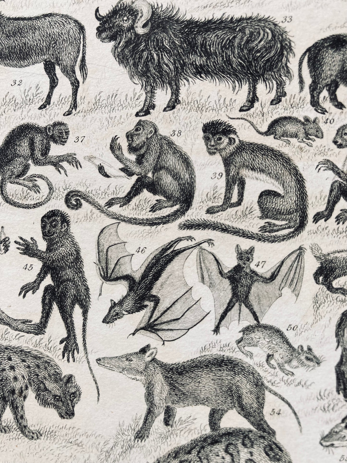 Mammalia engravings - antique book plates