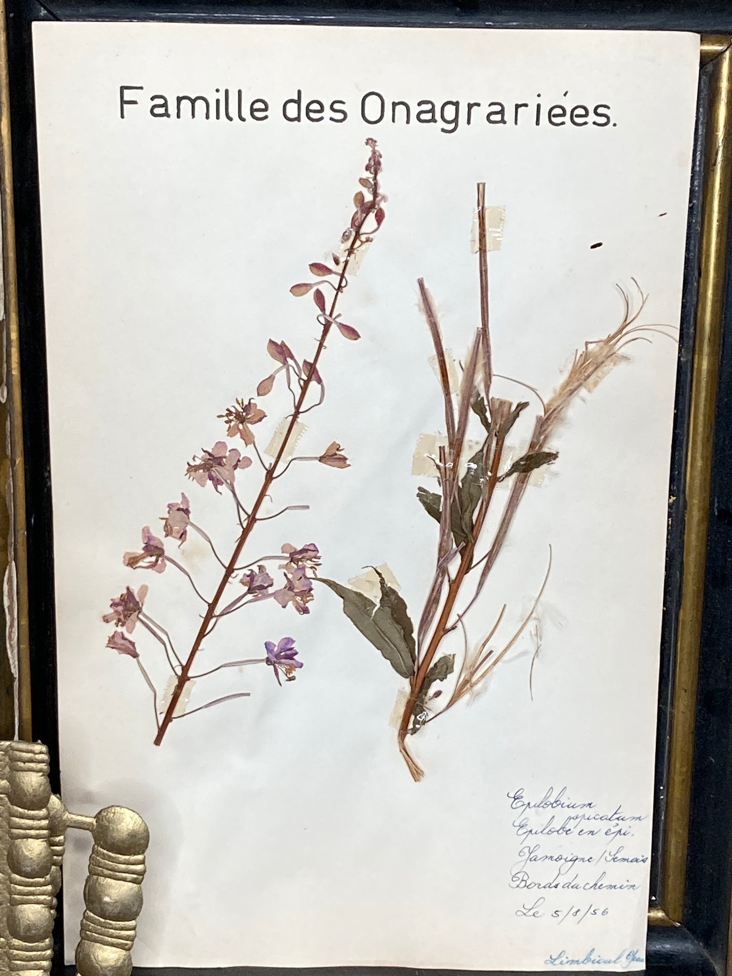 Herbier Famille des Onagraries