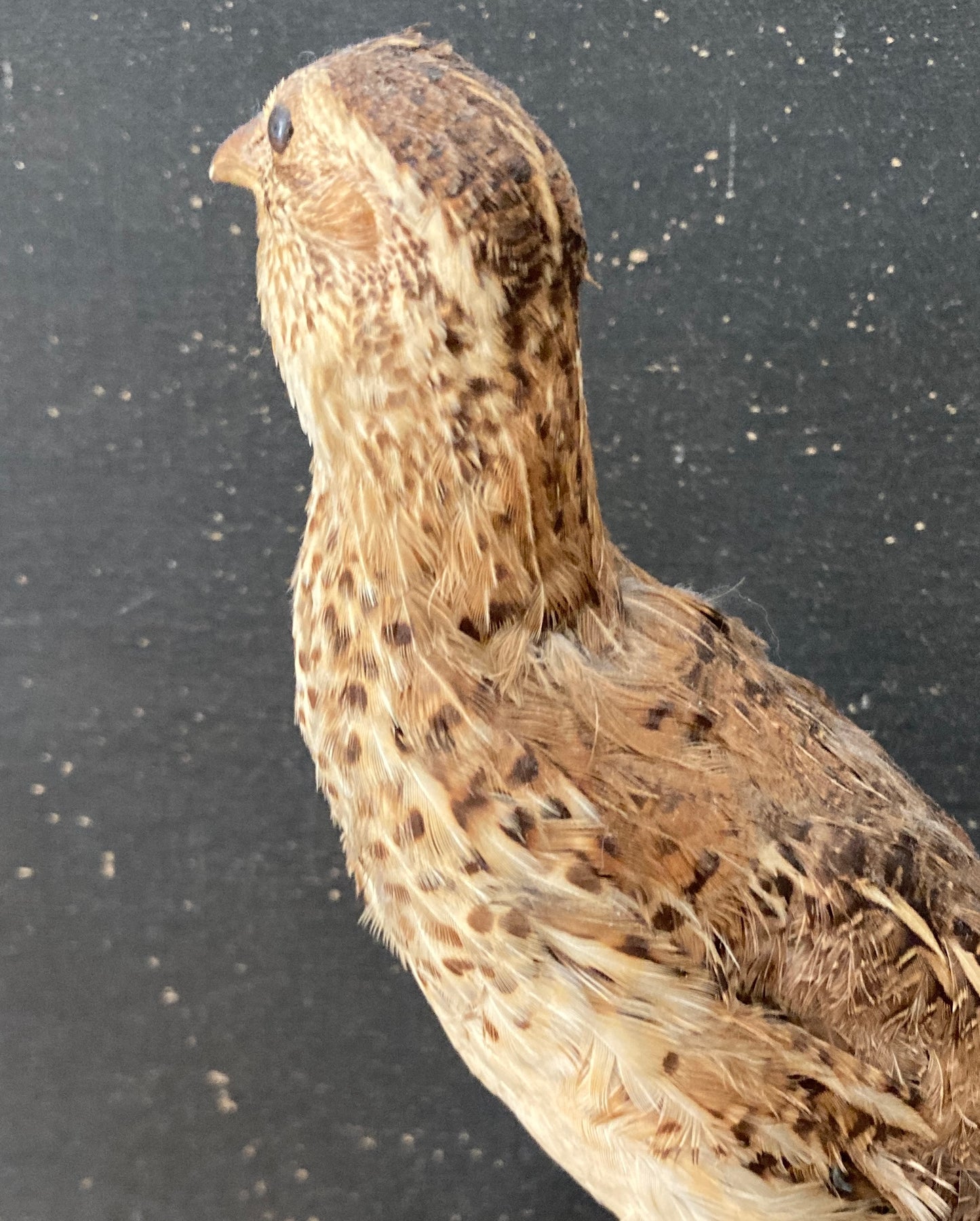 Taxidermy sweet little grouse.