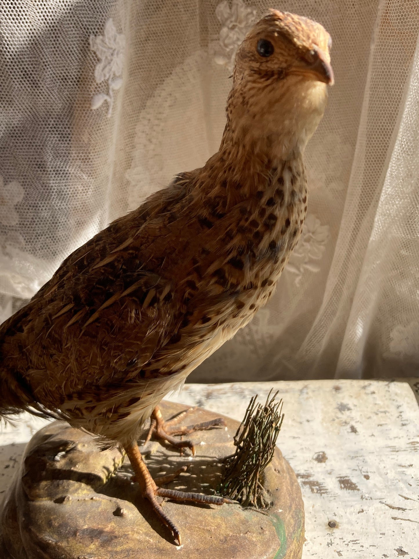 Taxidermy sweet little grouse.