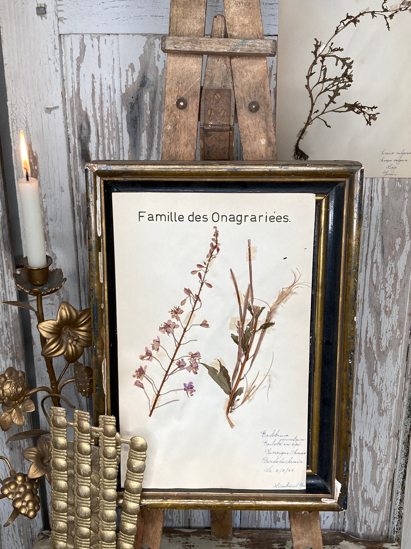 Herbier Famille des Onagraries