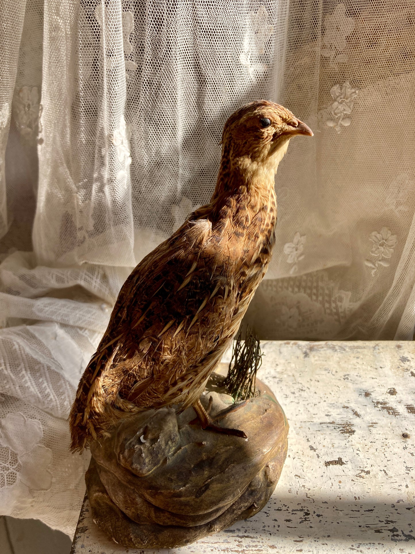 Taxidermy sweet little grouse.
