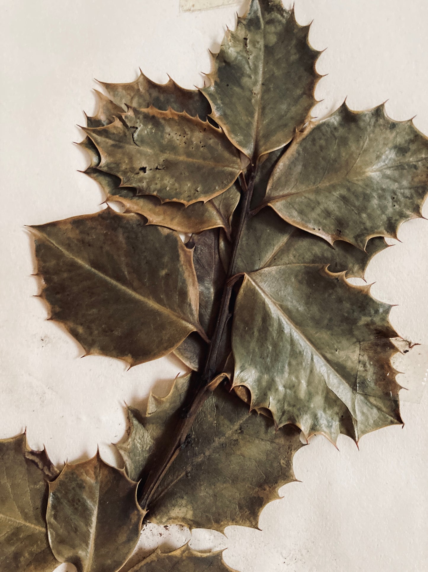 Herbier Illicinees Family
