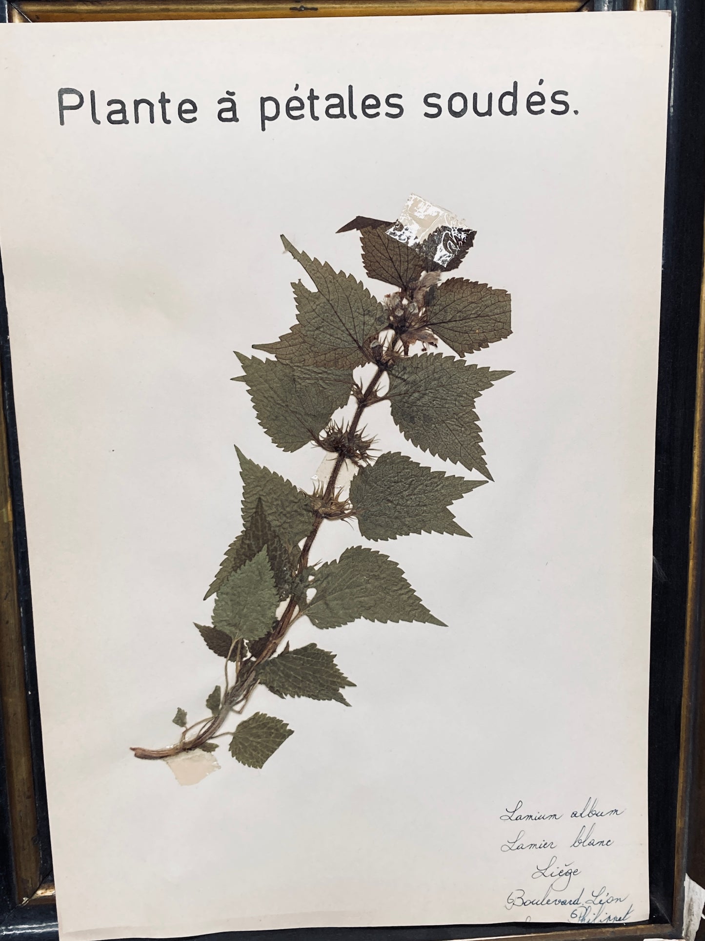 Herbier lamium album