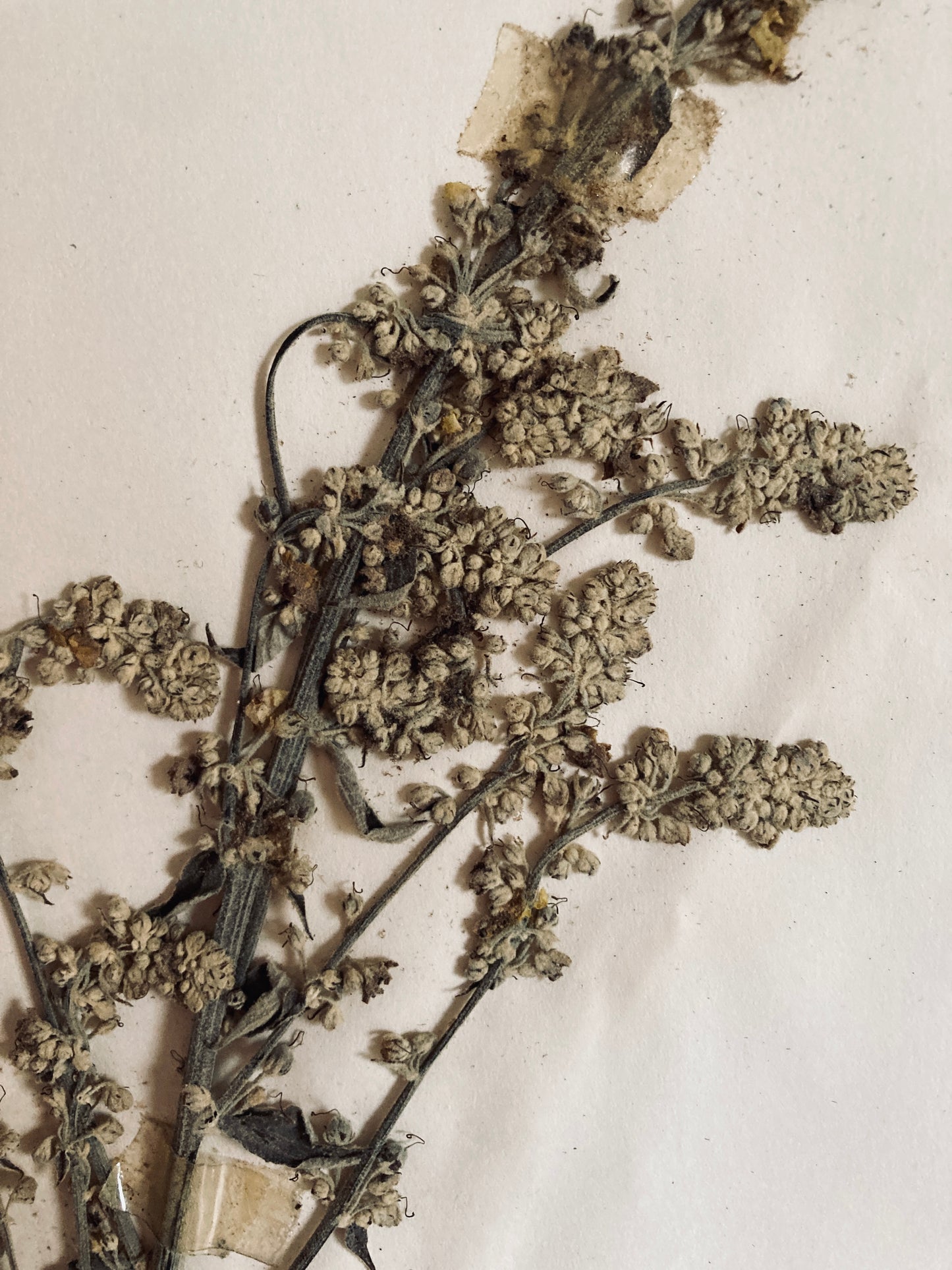Herbier Verbascum family