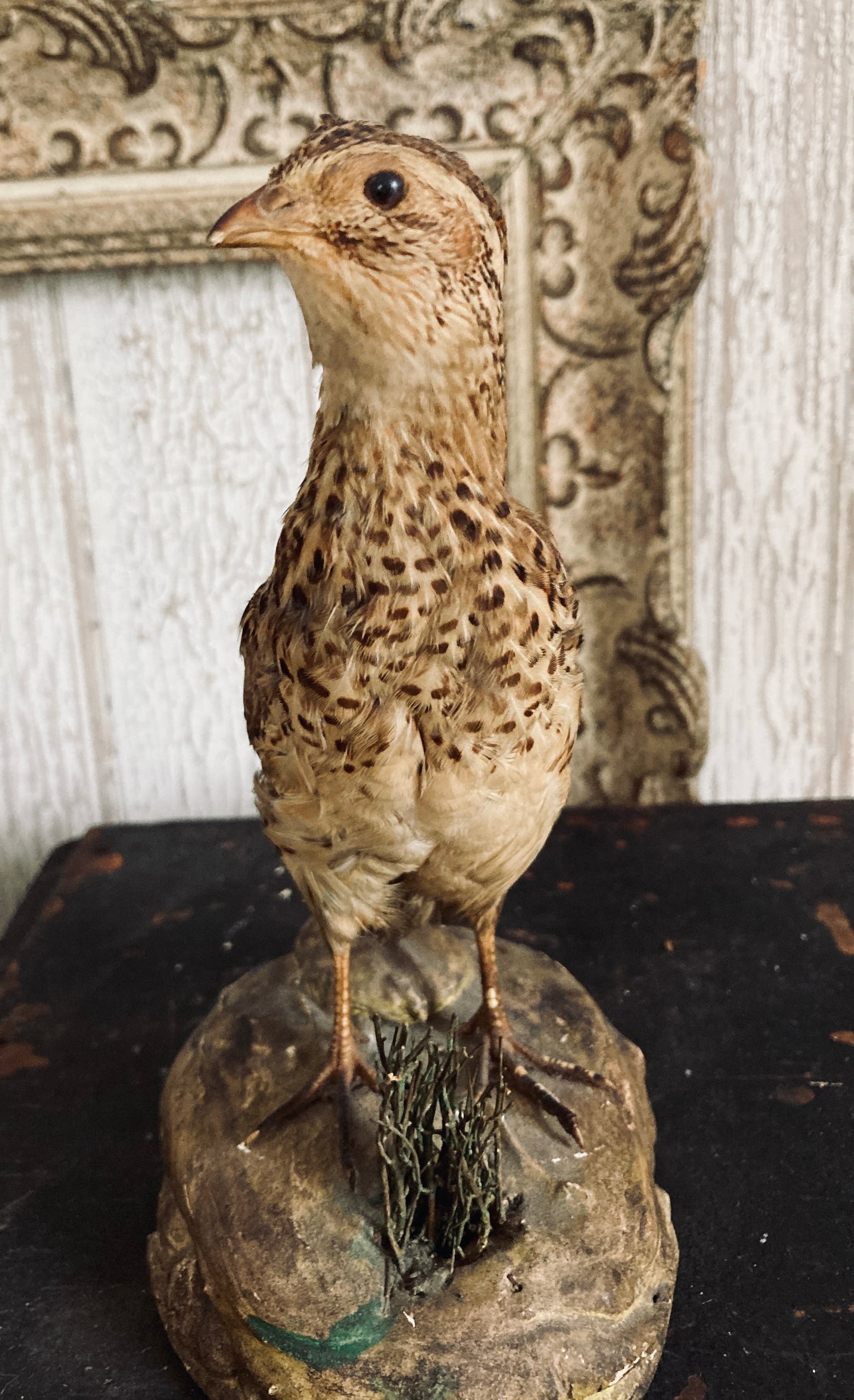 French Taxidermy