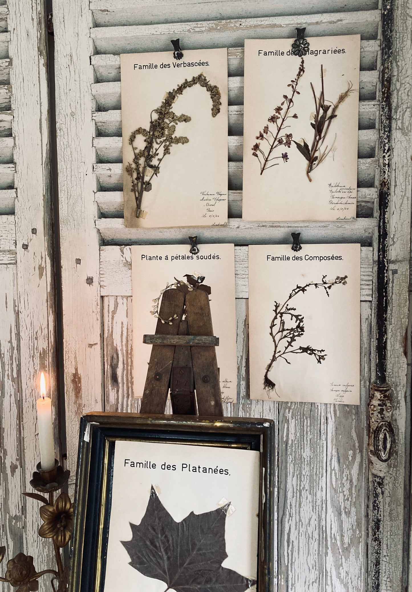Herbier Verbascum family