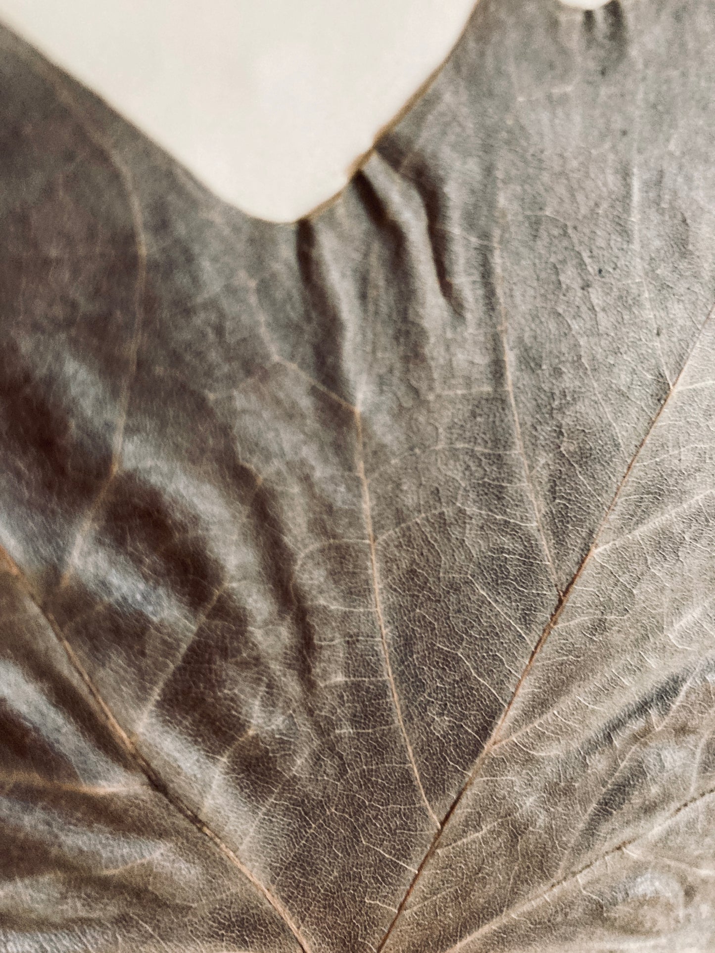 Herbier Platanus Vulgaris
