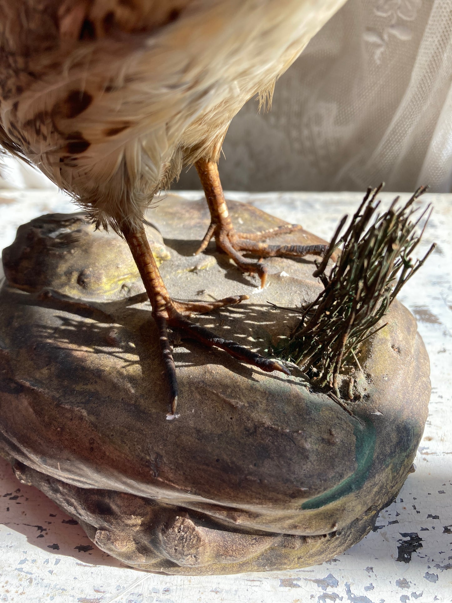 Taxidermy sweet little grouse.