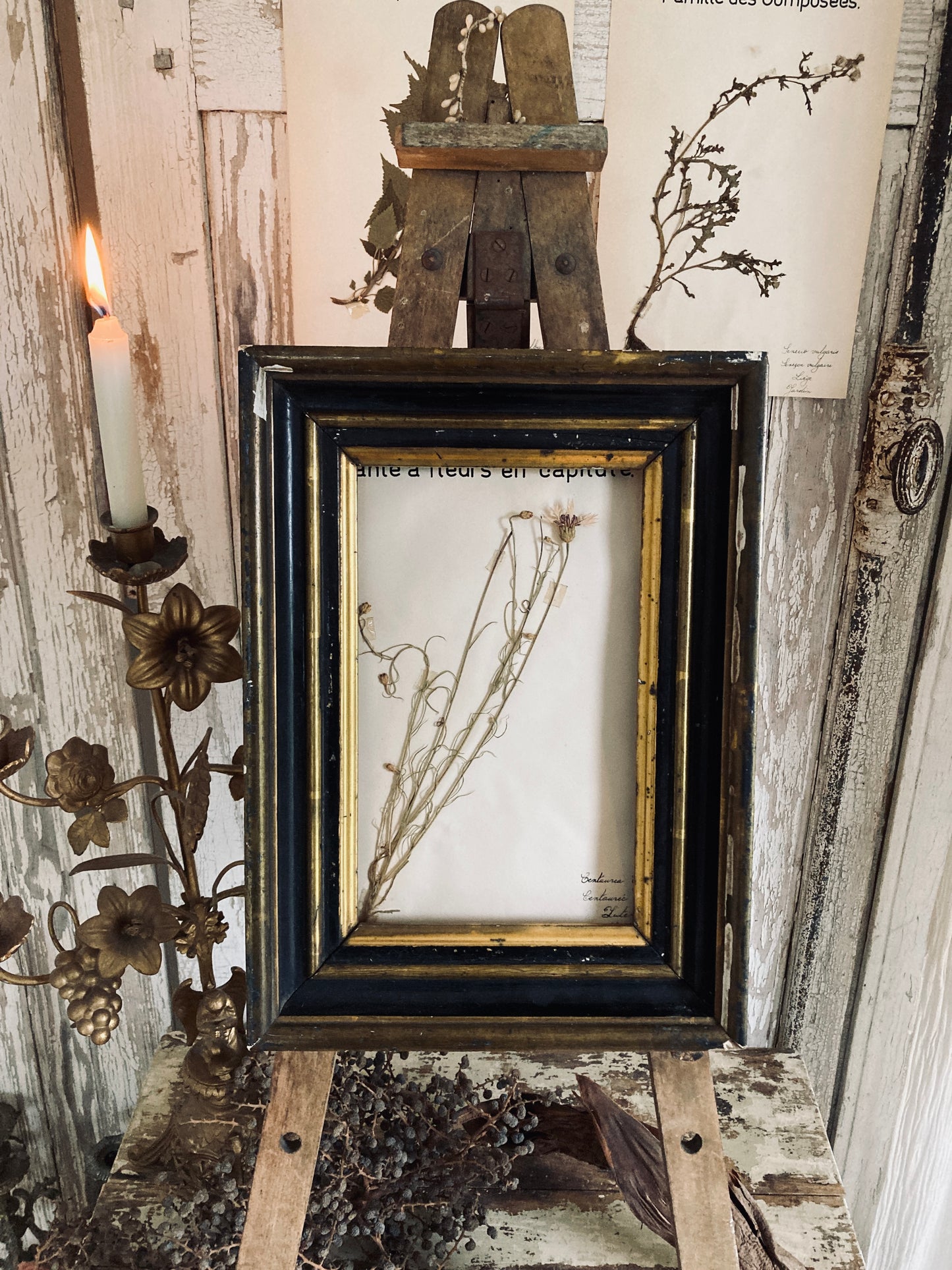 Herbier Plant a fleurs en capitule