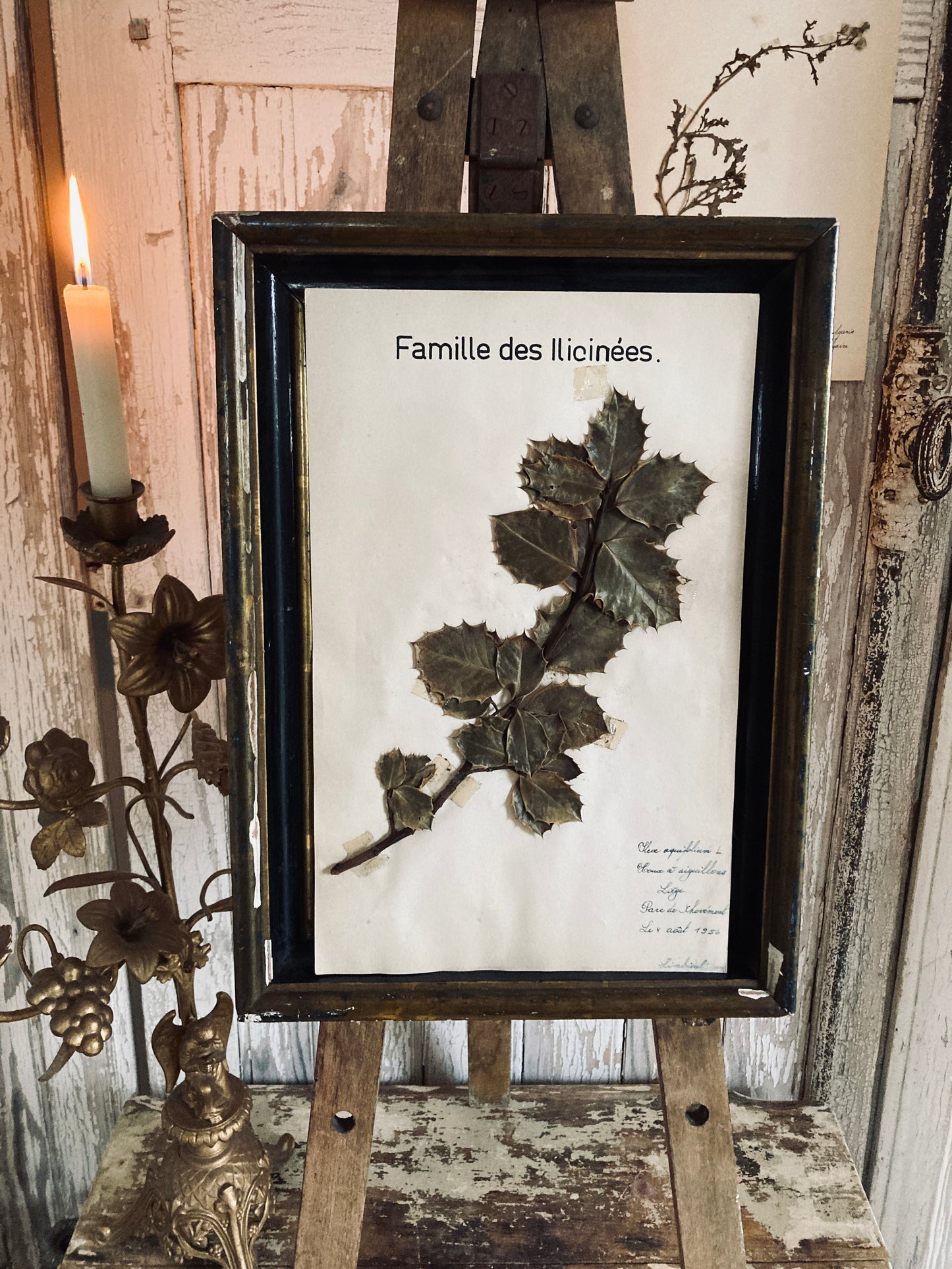 Herbier Illicinees Family