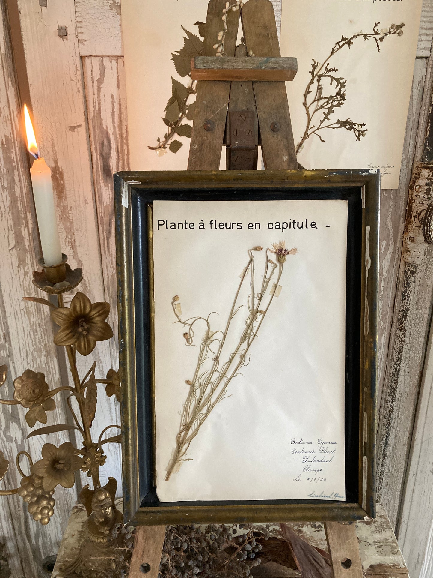 Herbier Plant a fleurs en capitule