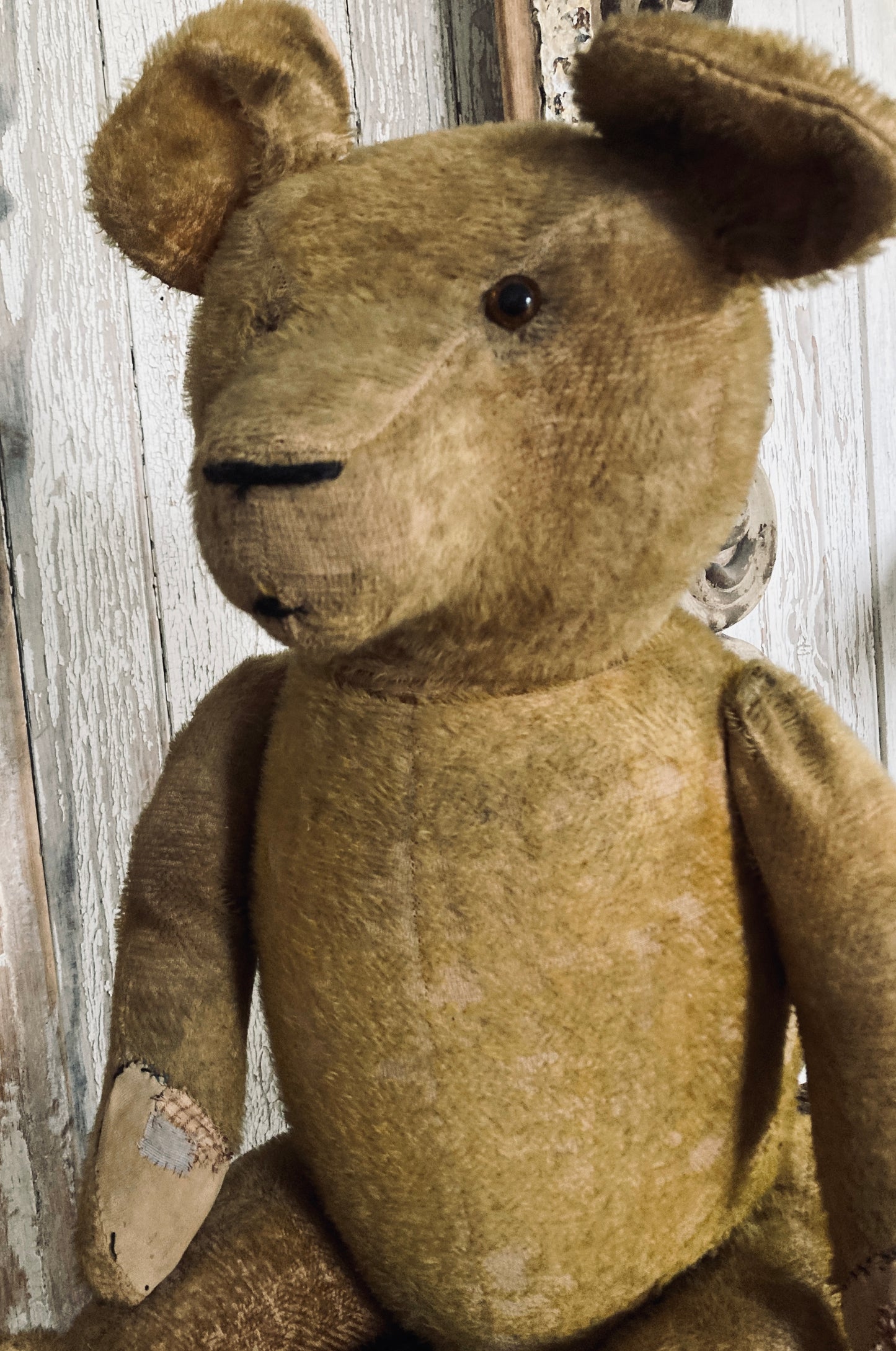 Large antique bear with star.