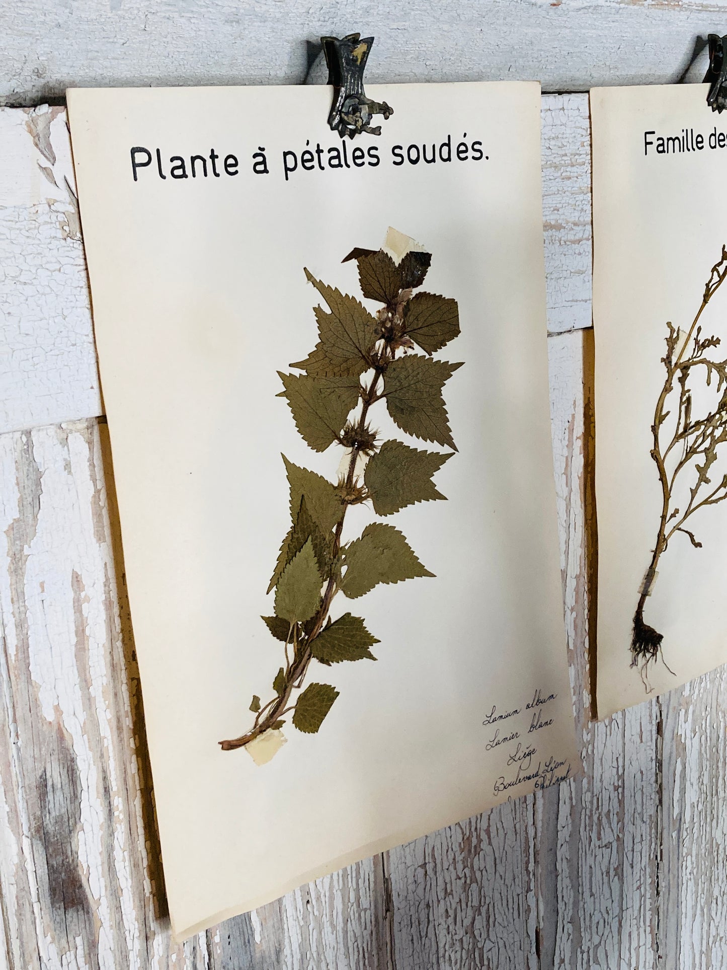 Herbier lamium album