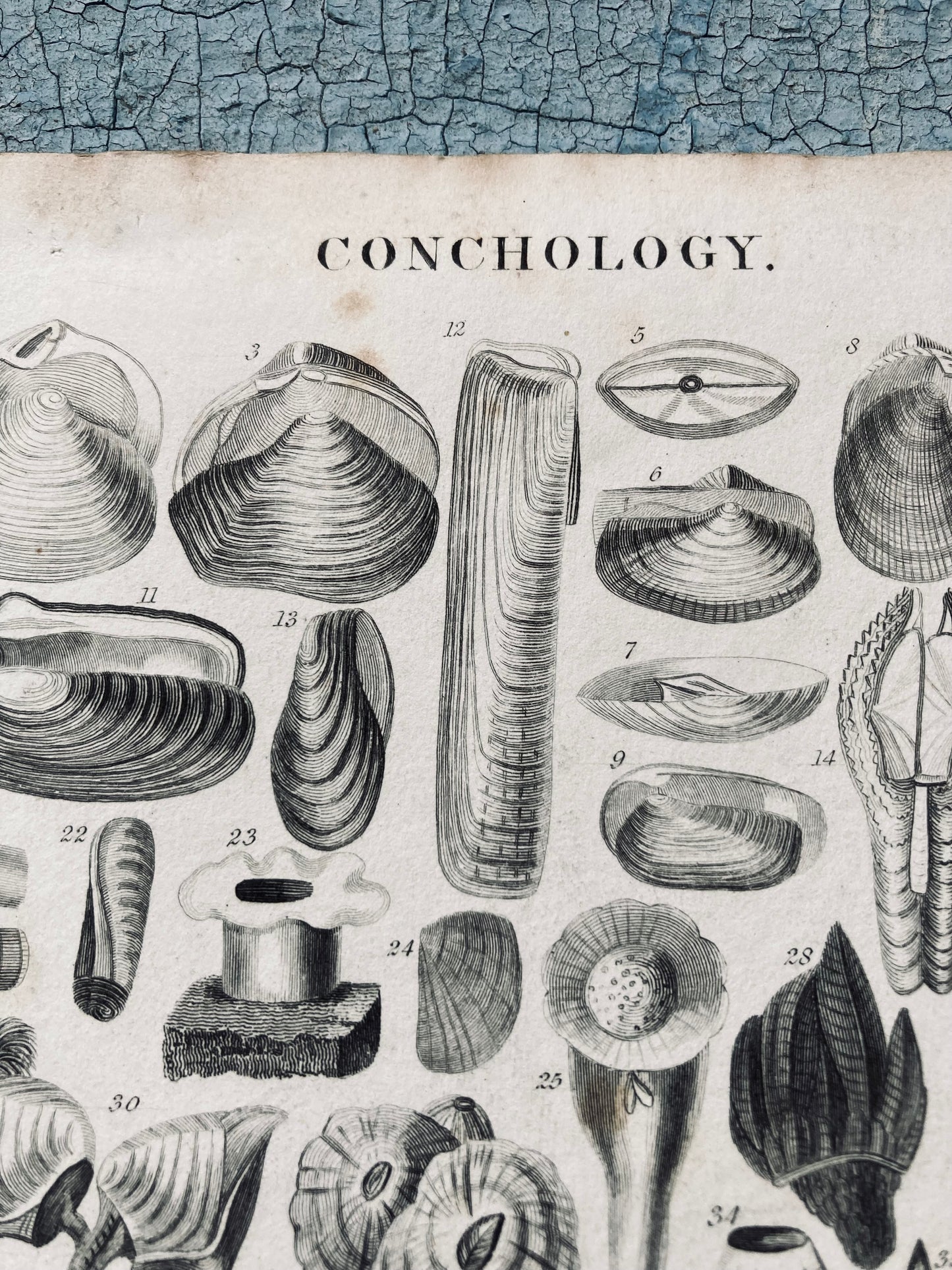 Two conch antique book plates - nineteenth century