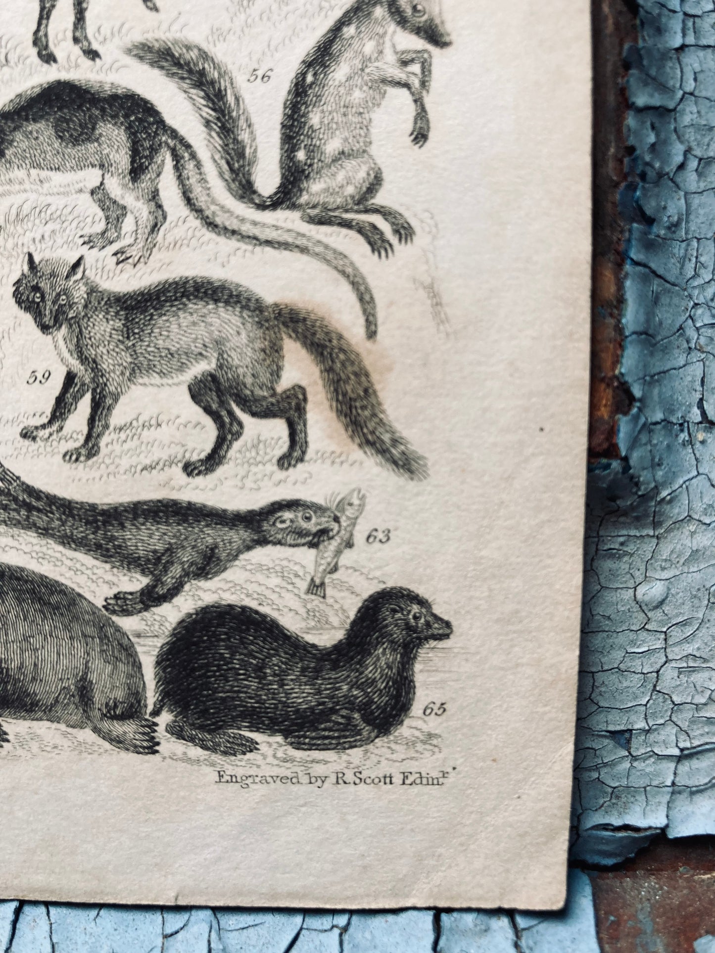 Mammalia engravings - antique book plates