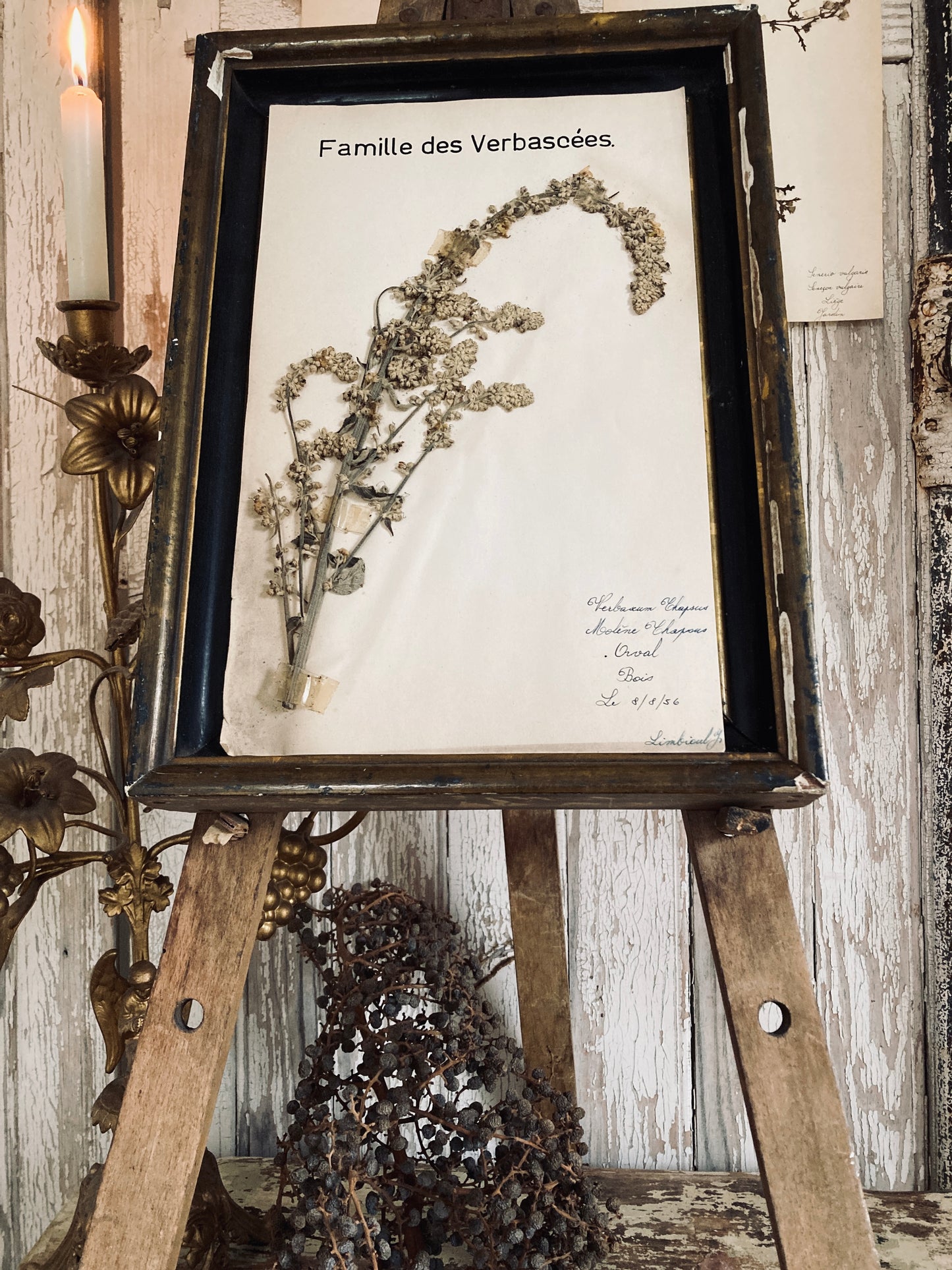 Herbier Verbascum family