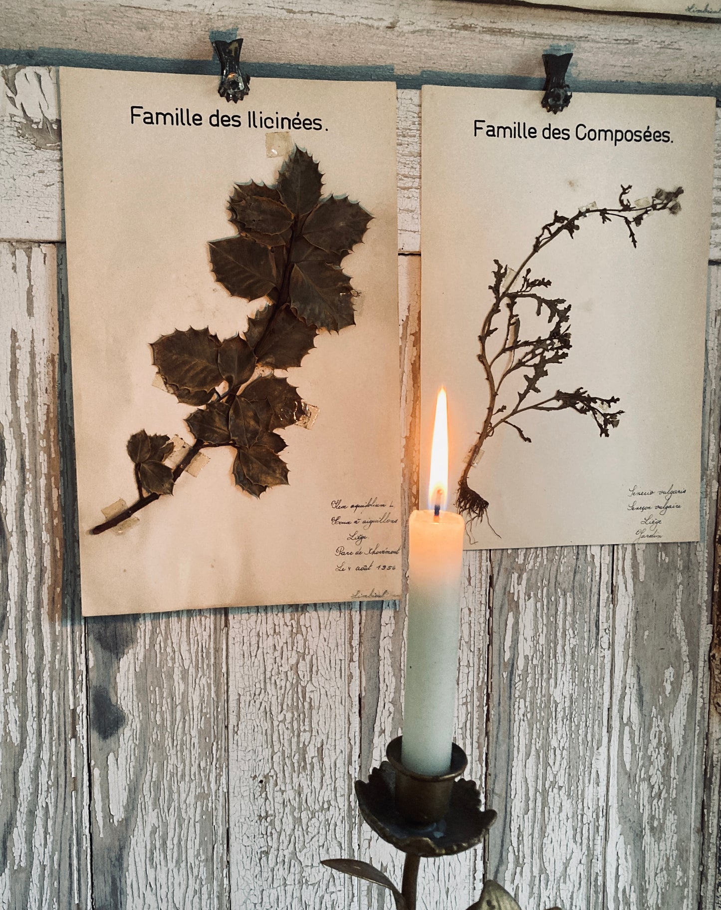 Herbier Illicinees Family