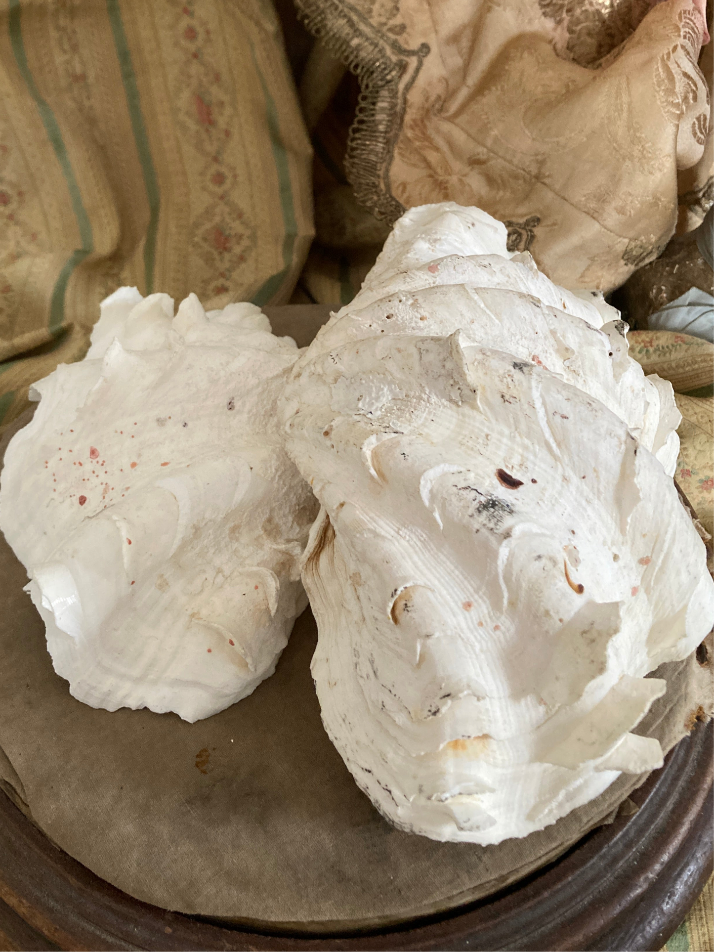 Two large half frilly clam shells