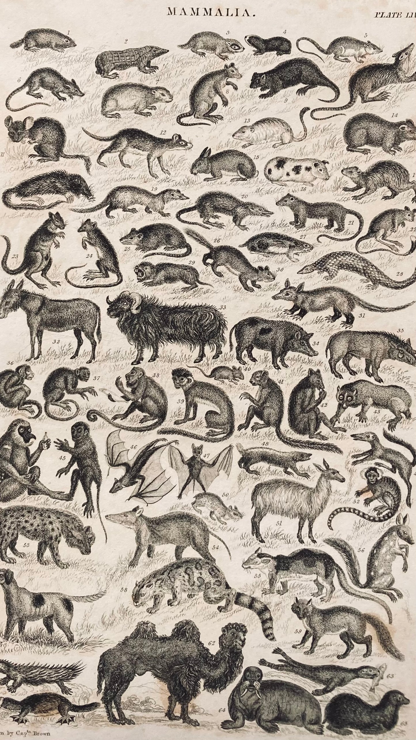 Mammalia engravings - antique book plates