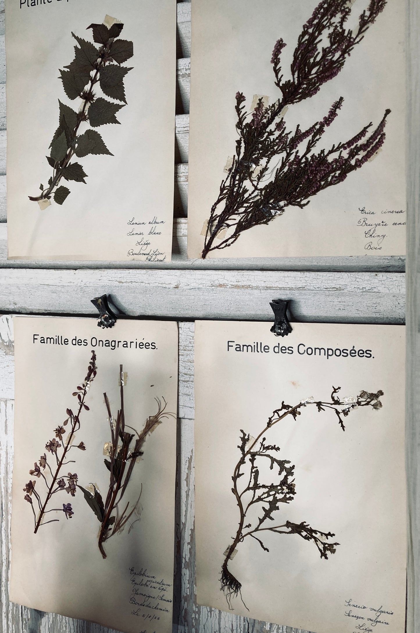 Herbier Famille des Onagraries