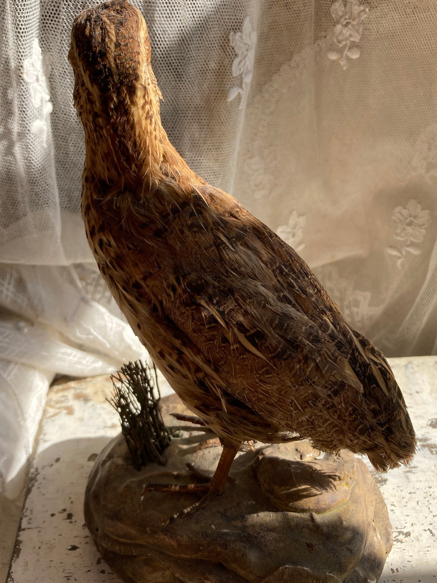 Taxidermy sweet little grouse.