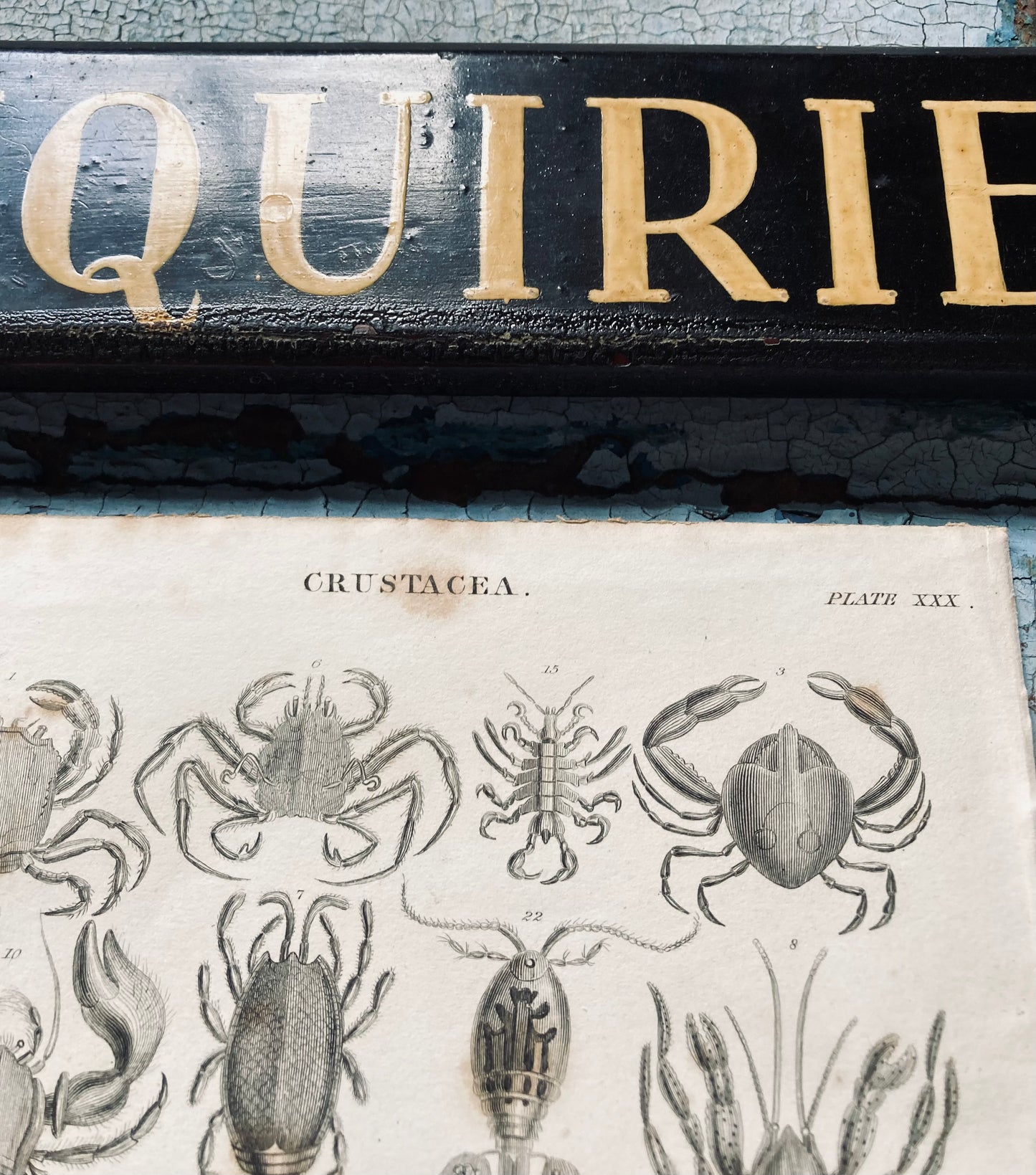 Crustacea - antique book plates