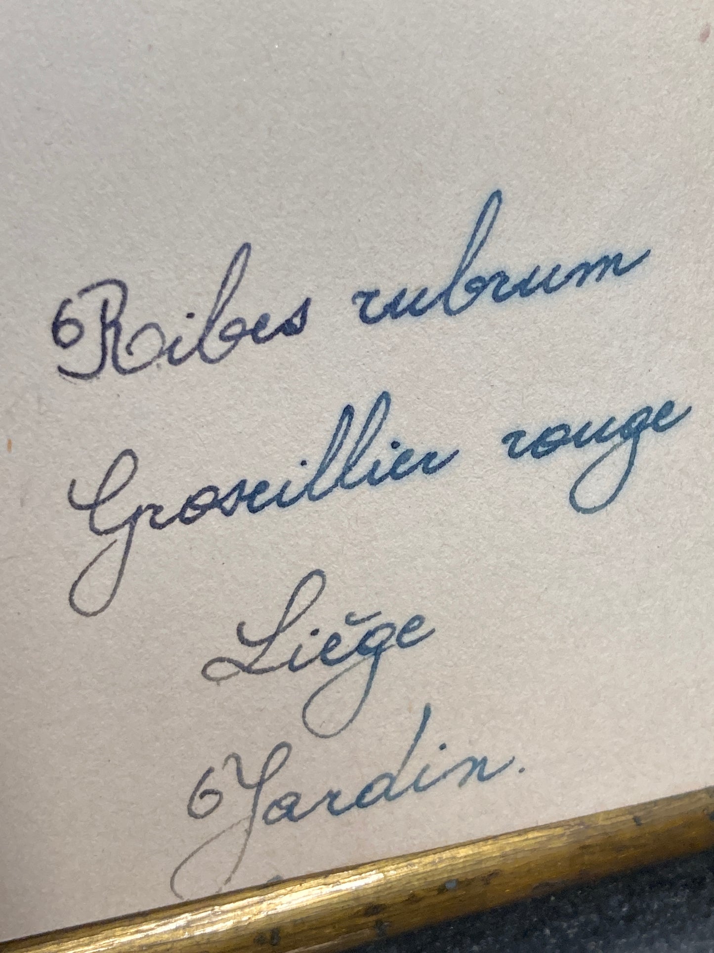 Herbier Famille des Grossulariees