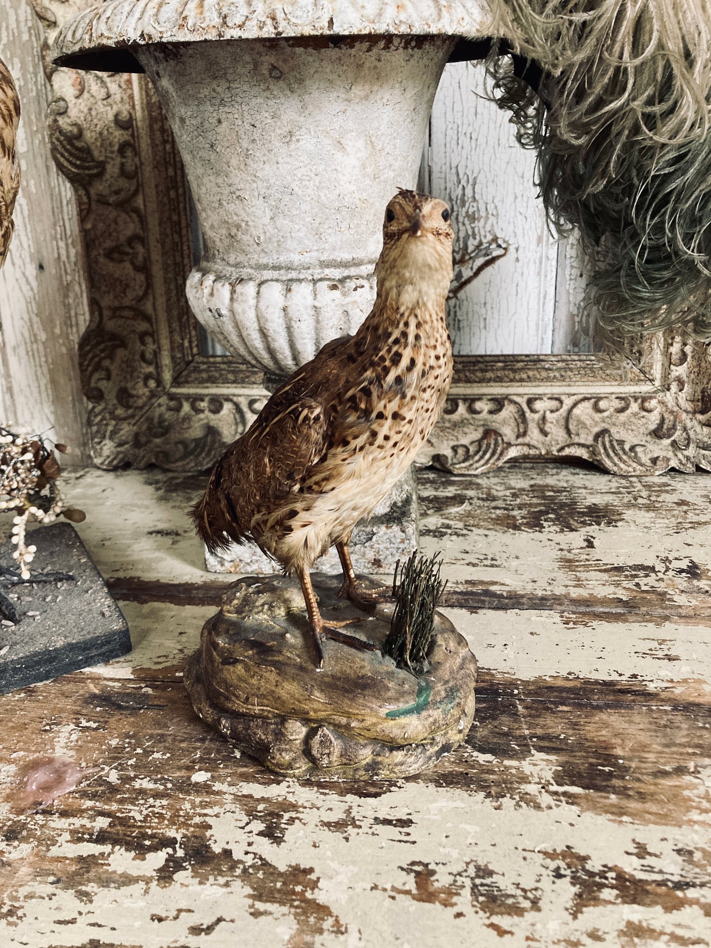 French Taxidermy