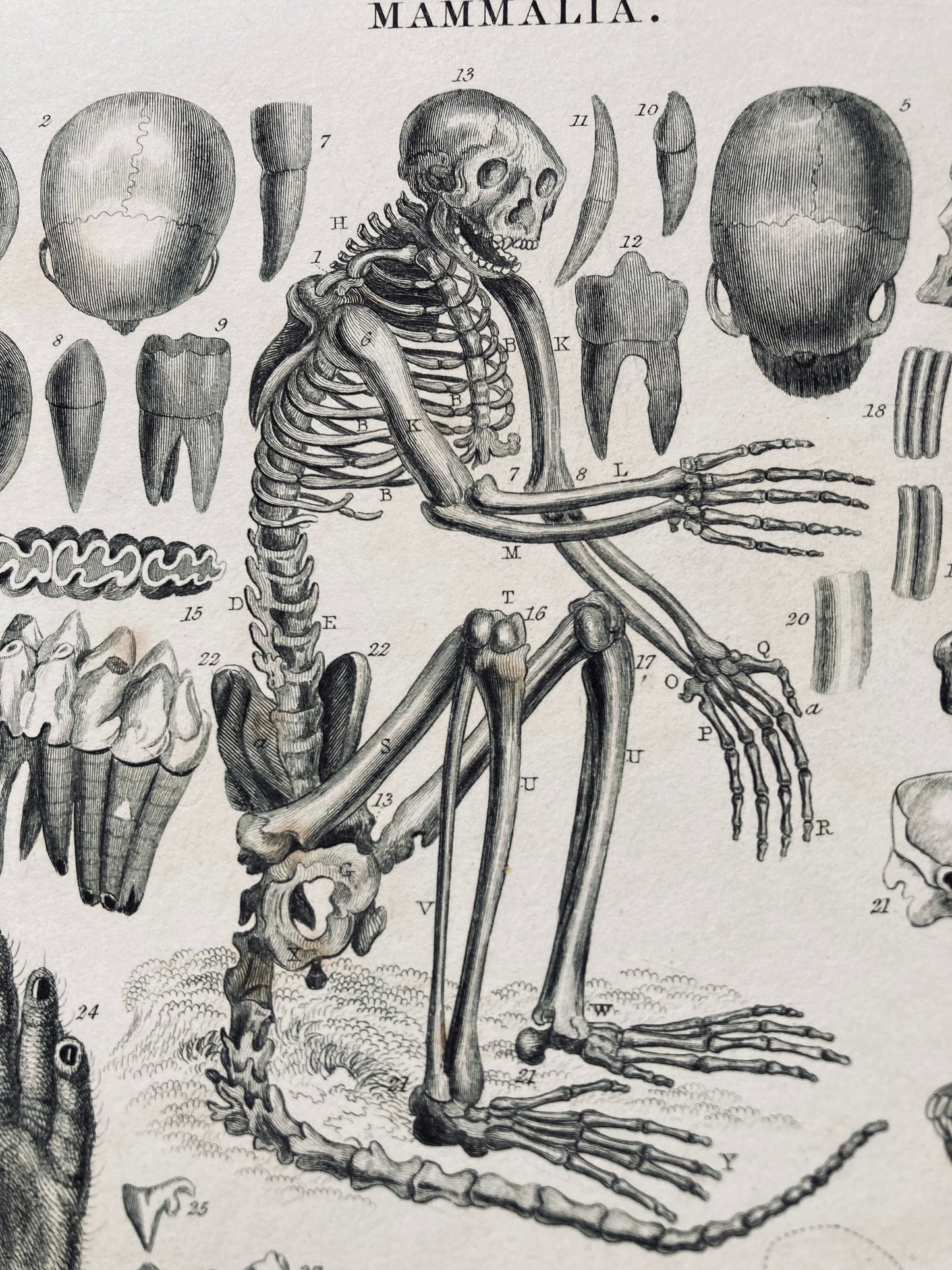Mammalia plate / engraving.