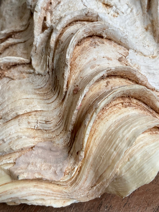 Large frilly clam shell